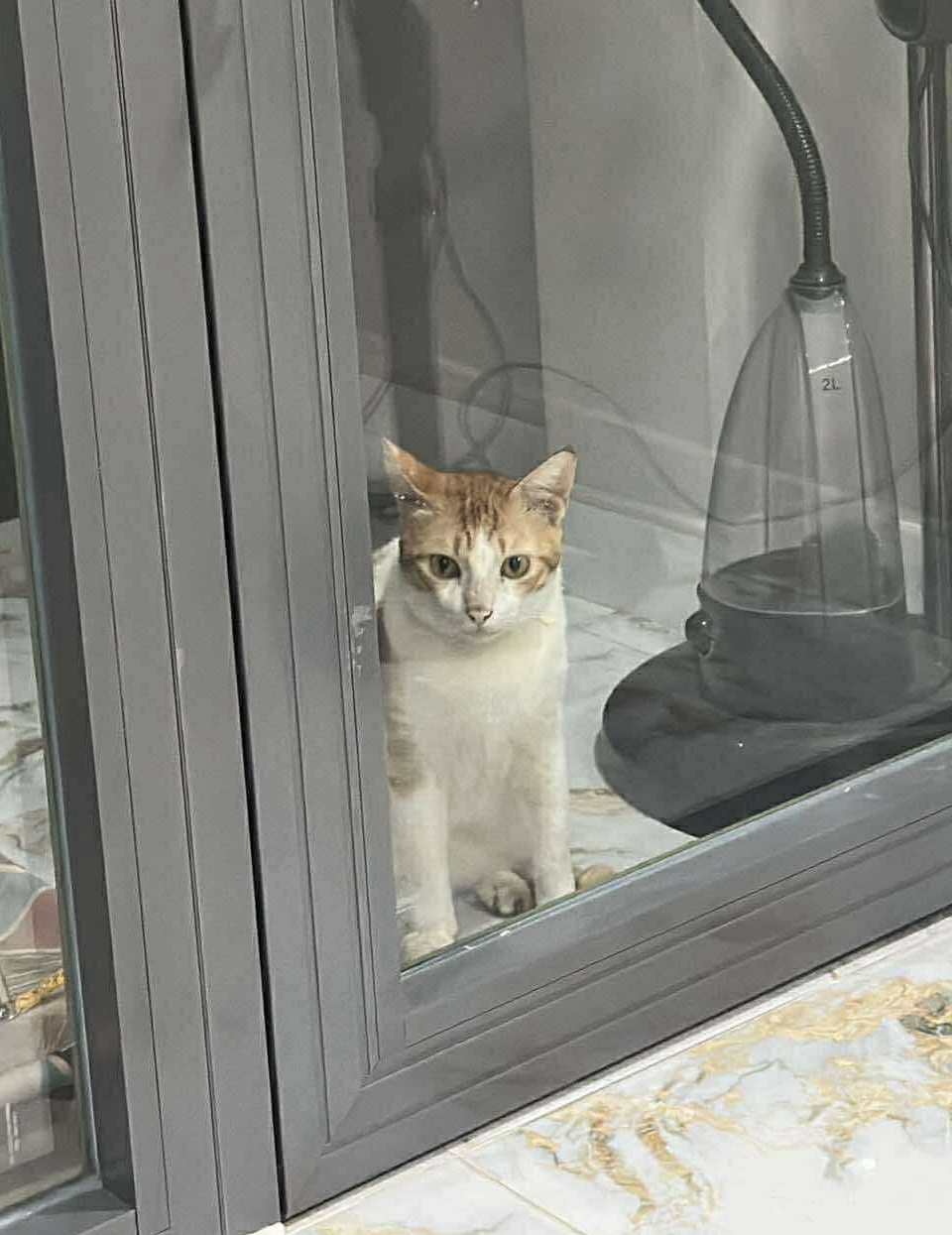 🆘 Tìm chuộc bé Meo Meo đi lạc ở Q7, tpHCM