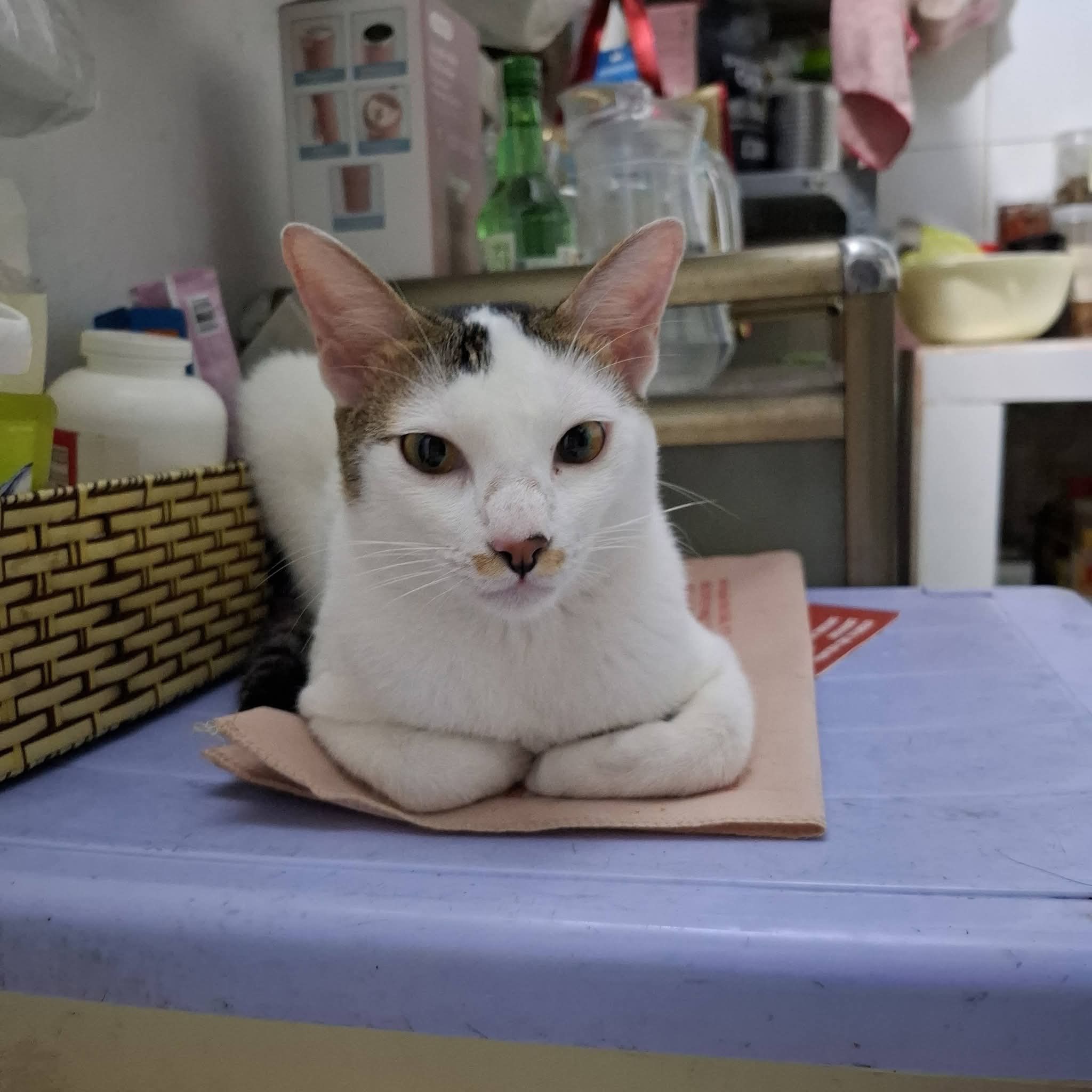 Tìm chuộc bé mèo ta thất lạc ở Hồ Chí Minh