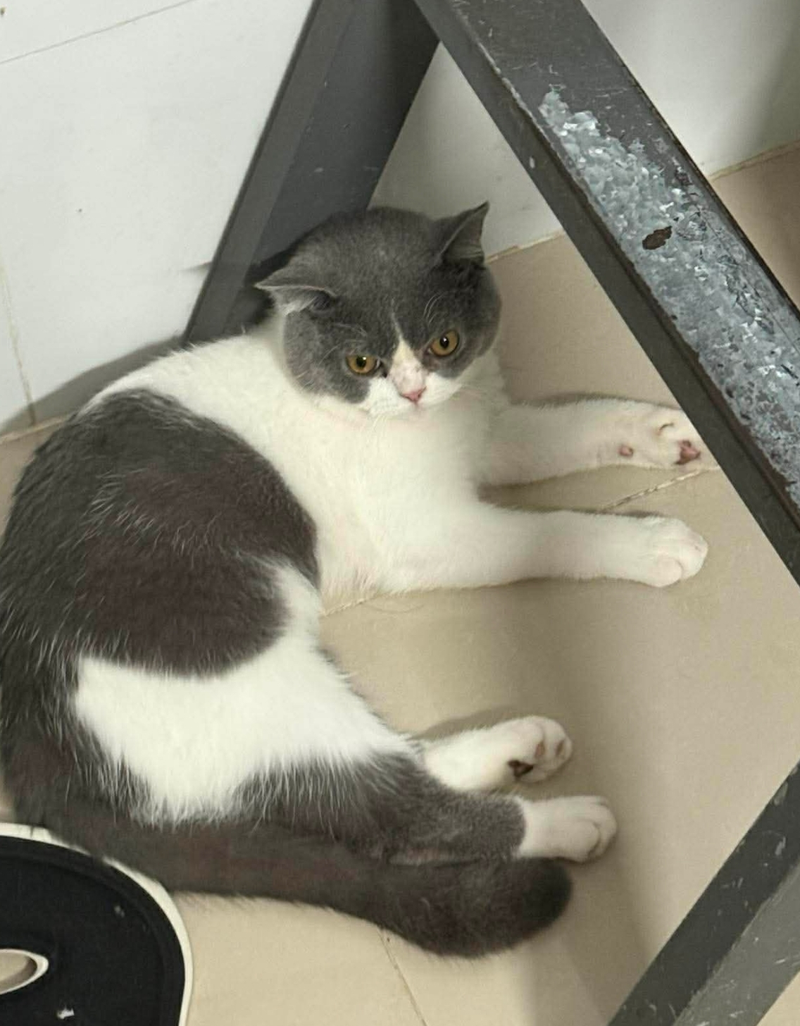 🐾 tìm chuộc bé mèo lạc tại khu vực HCM