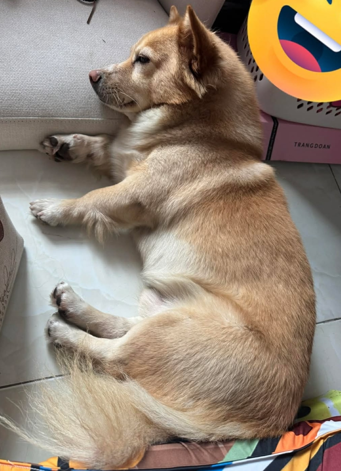 🐾 tìm chuộc bé chó chân ngắn lạc tại Bình Dương 