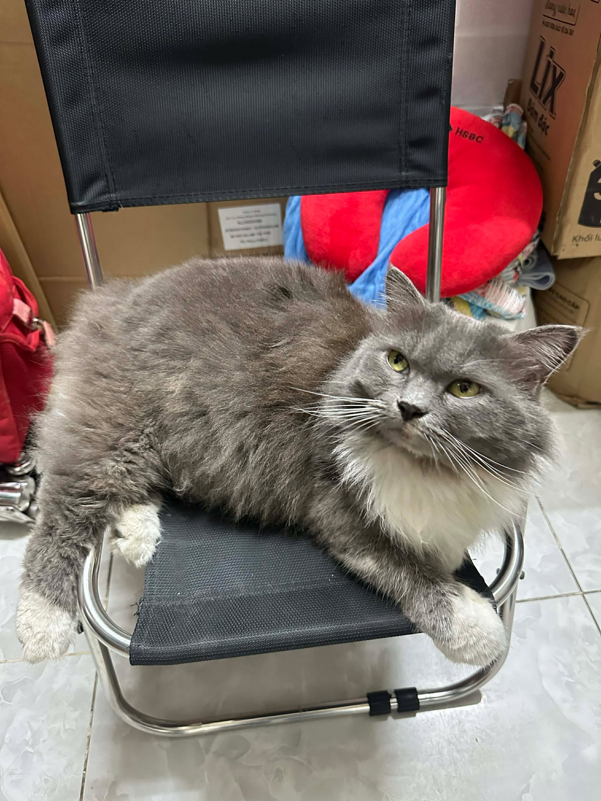 🆘 TÌM CHUỘC BÉ MÈO đi lạc ở tpHCM