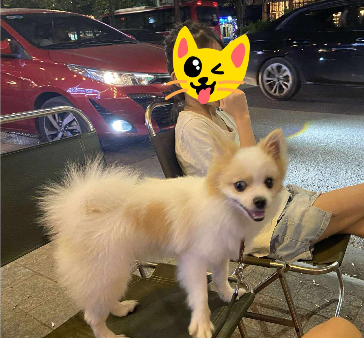 🆘 Tìm chuộc bé Lucky đi lạc ở Đội Cấn, Hà Nội