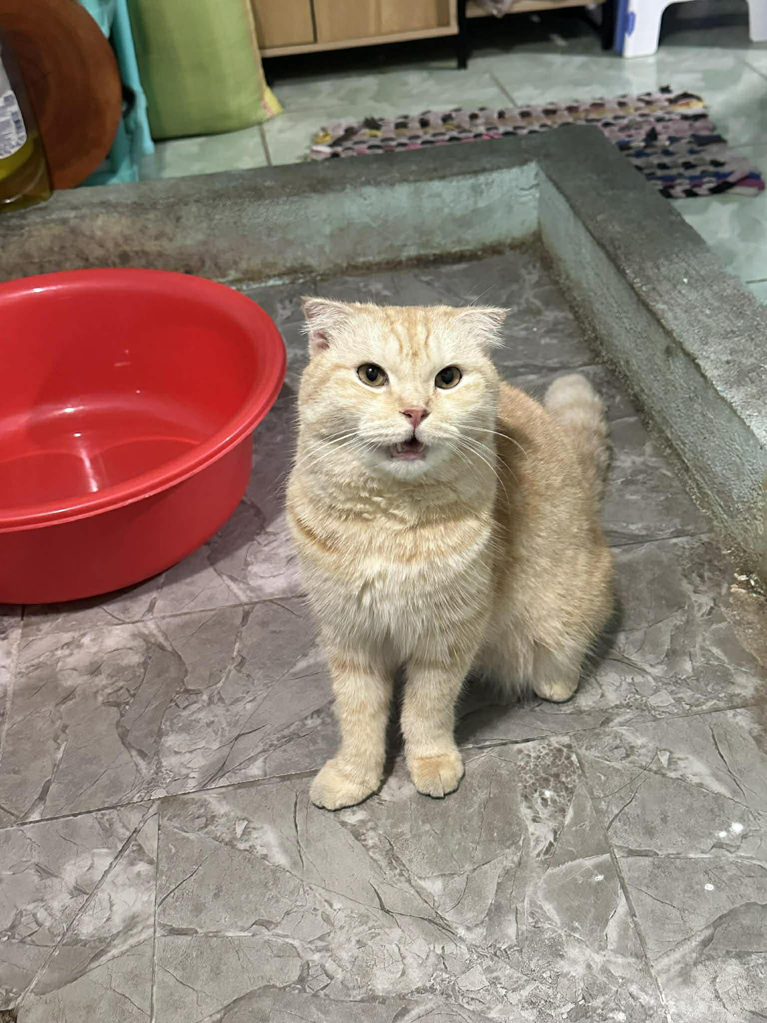 Tìm chuộc bé mèo thất lạc ở Hồ Chí Minh