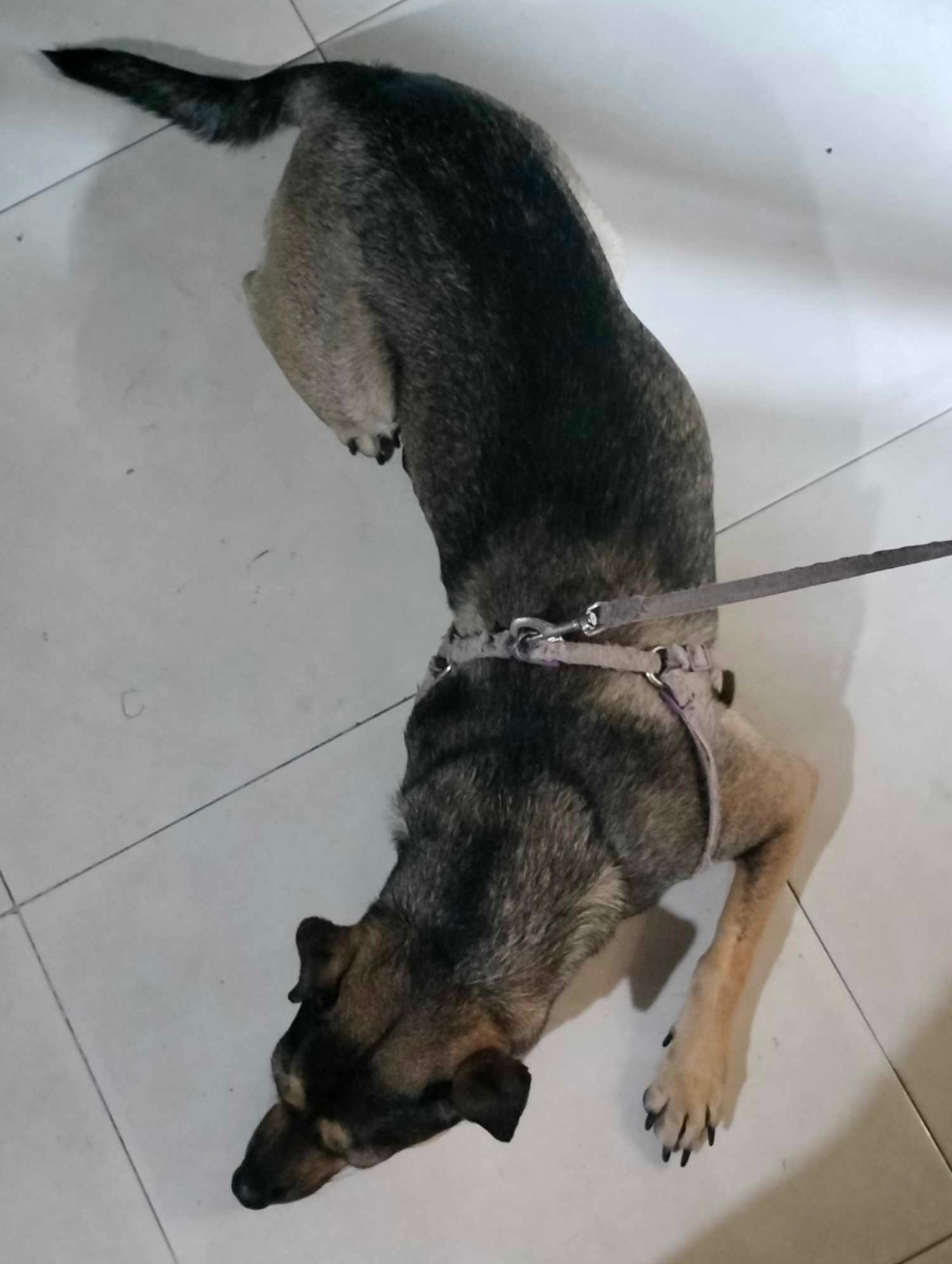 🐾 tìm chuộc bé chó cỏ lạc tại TP HCM