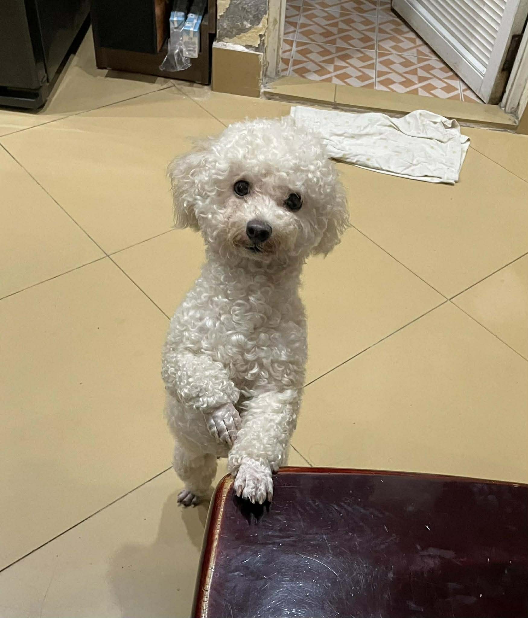 🆘 Tìm chuộc bé Xoài đi lạc ở Hà Nội