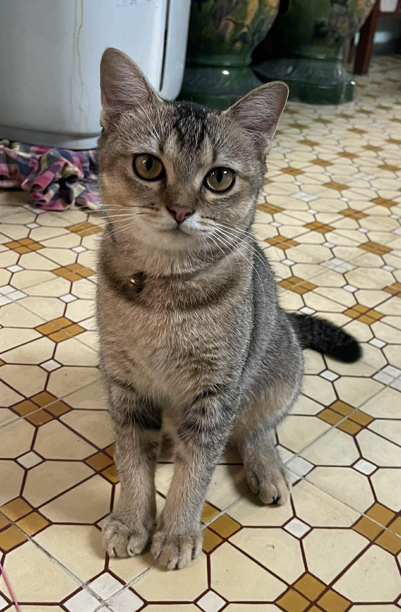 🆘 Tìm chuộc bé Mochi đi lạc ở Gò Vấp, tpHCM 