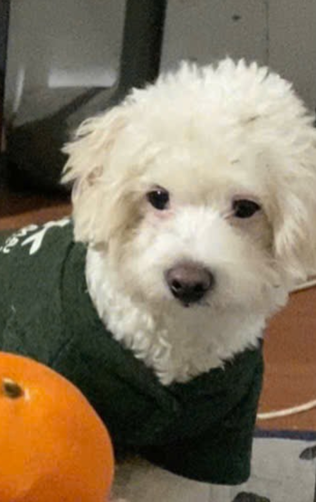 🐾 tìm chuộc bé Poodle như hình lạc tại Hà Nội