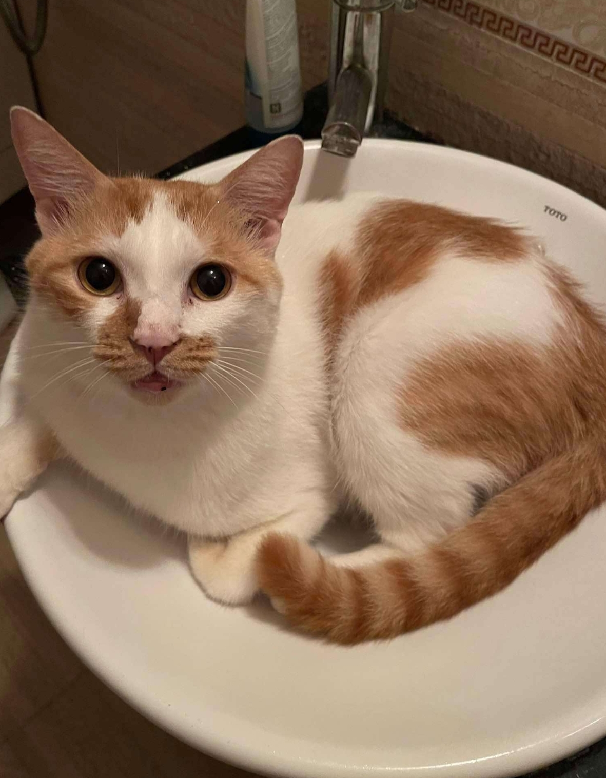 🐾 tìm chuộc bé mèo ta lông vàng lạc tại khu vực Hoàn Kiếm, Hà Nội 