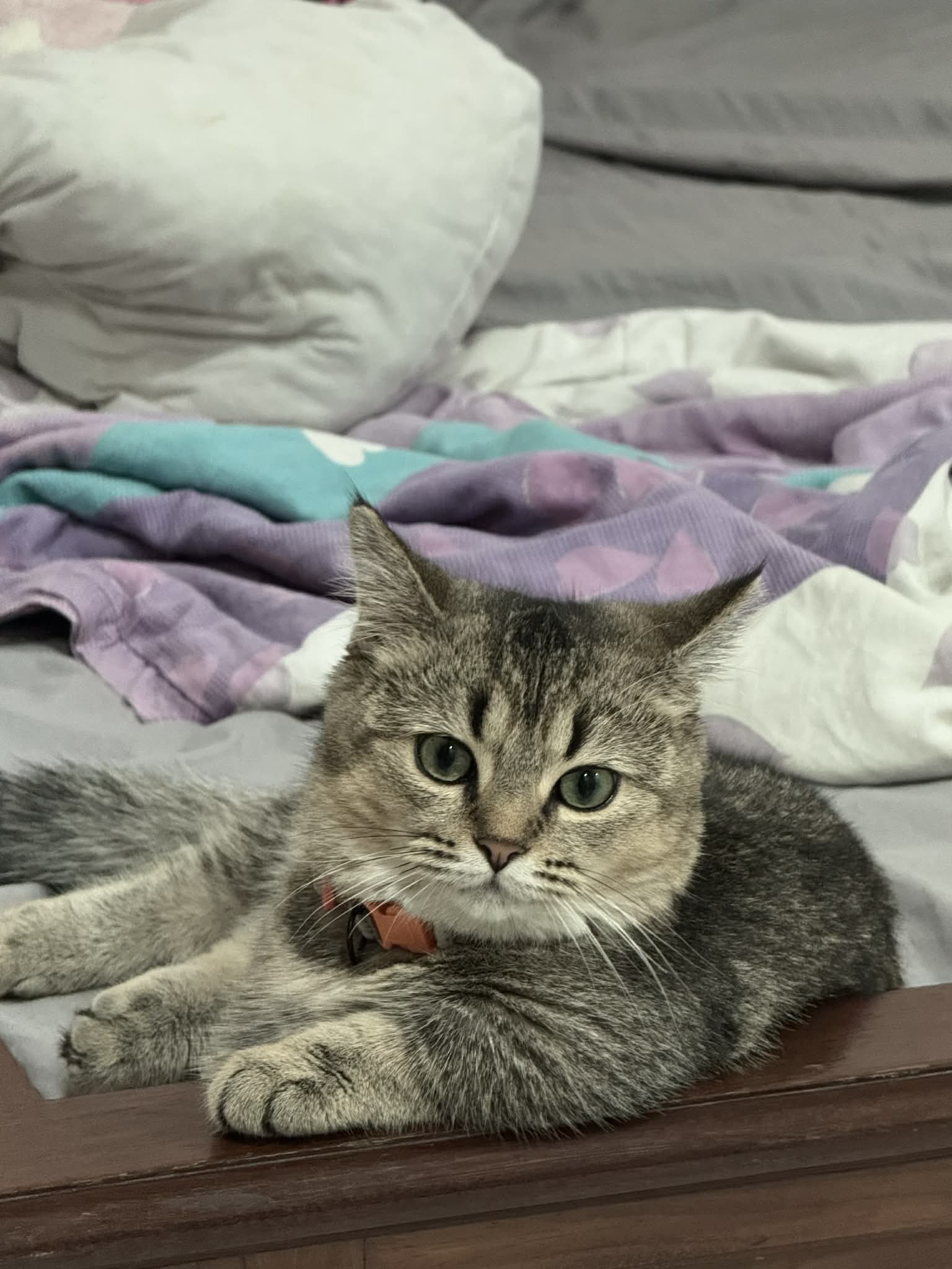 🆘 Tìm chuộc bé mèo đi lạc ở TPHCM 