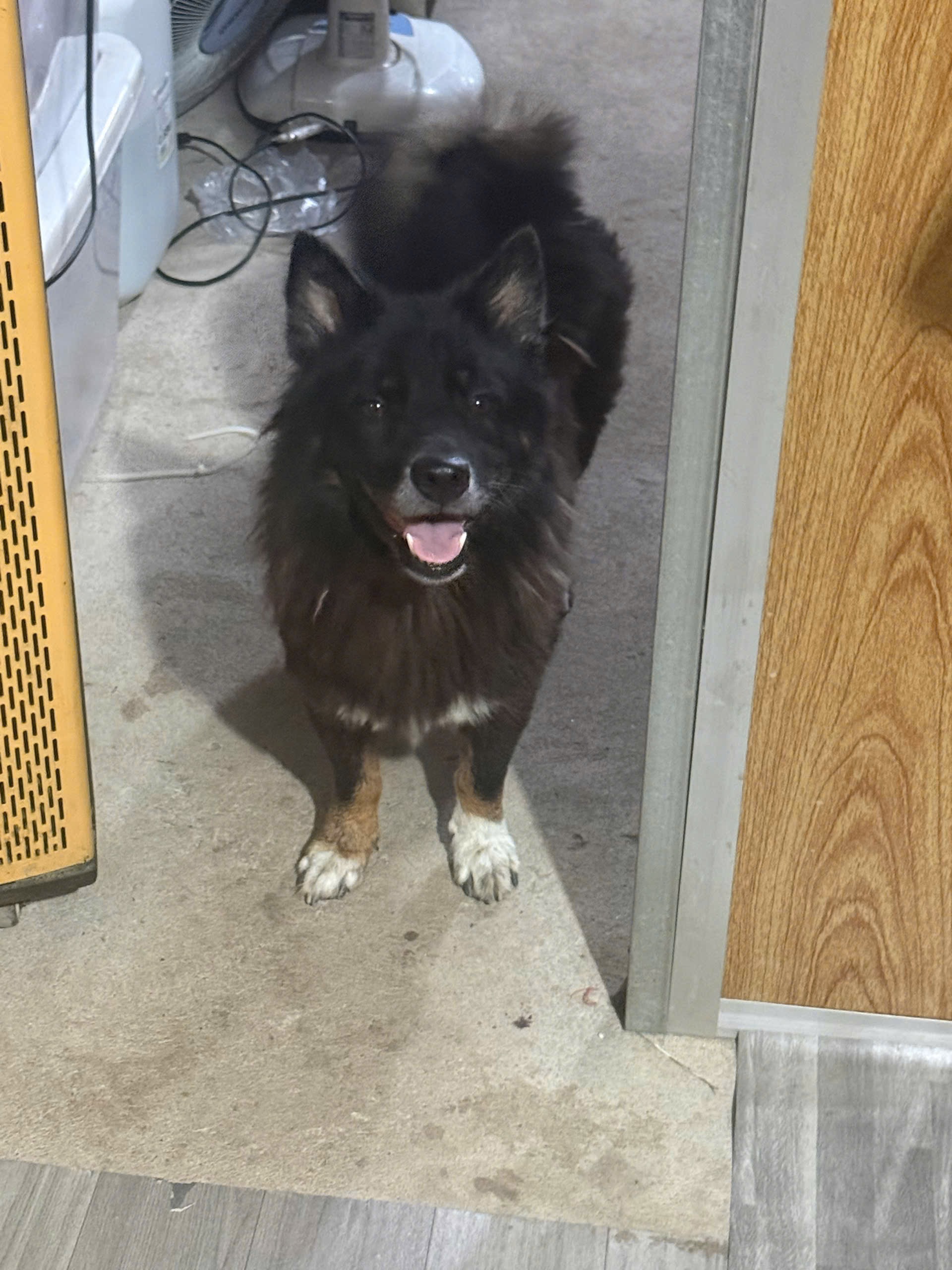 🆘 Tìm bé chó đi lạc ở Nhà Bè, TPHCM