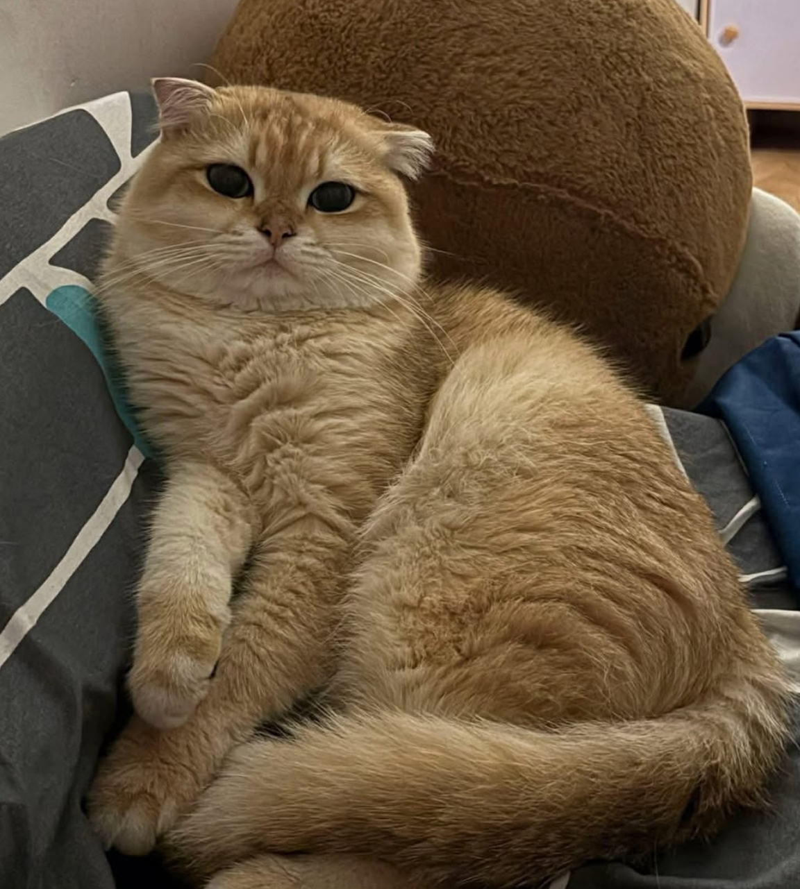 🐾 tìm chuộc bé mèo golden tai cụp lạc tại khu vực TP HCM 