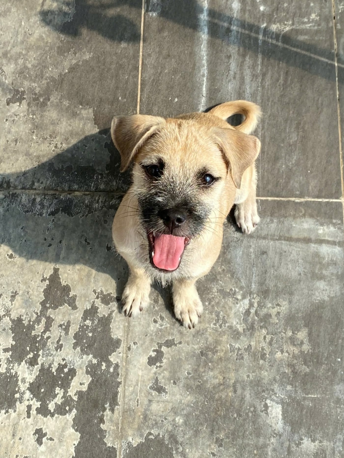 🐾 tìm chuộc bé chó ta như hình lạc tại TP HCM