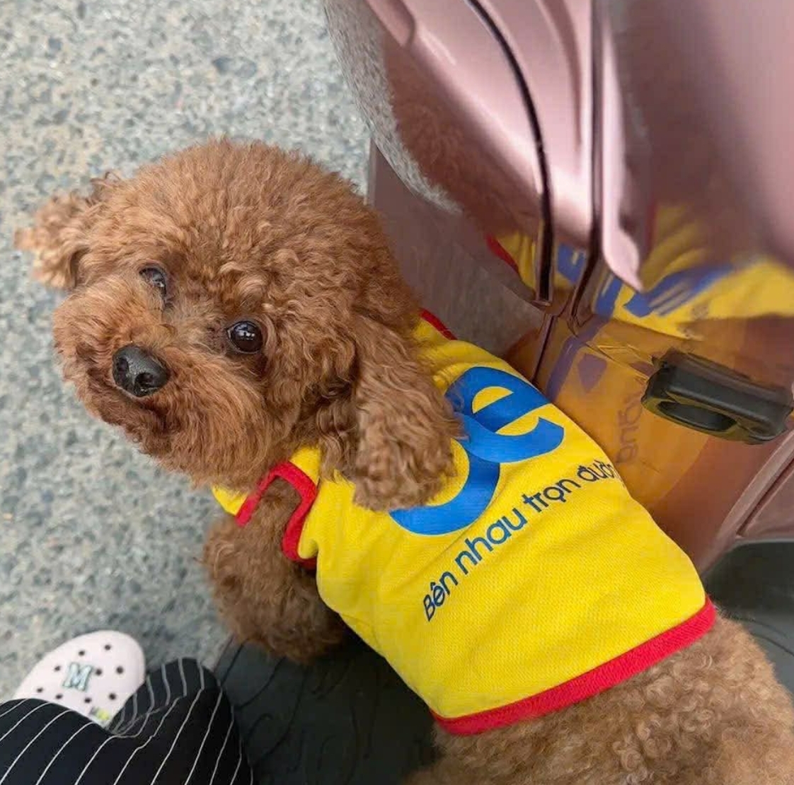 🐾 tìm chuộc bé Poodle như hình lạc tại TP HCM