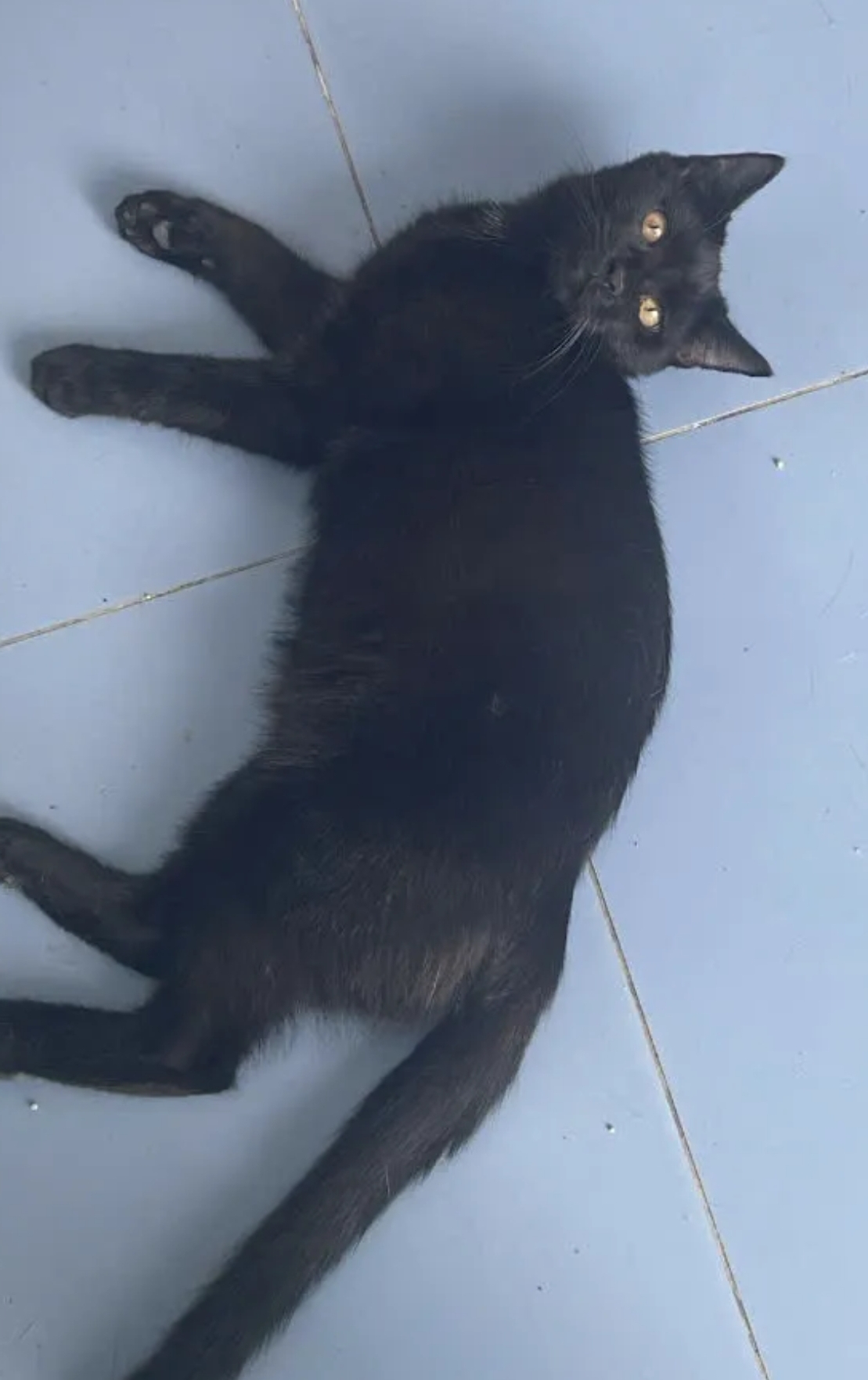 🐾 tìm chuộc lại 3 bé mèo lần lượt như các ảnh dưới đây lạc trong khu vực tỉnh Vĩnh Long 