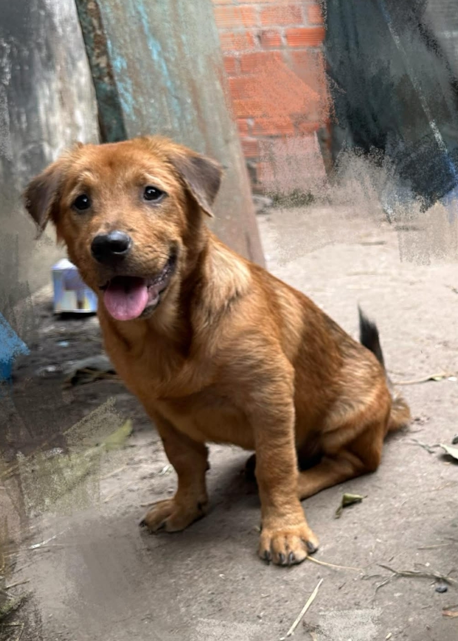 🐾 tìm chuộc bé chó tai cụp lưỡi đốm như hình lạc tại TP HCM