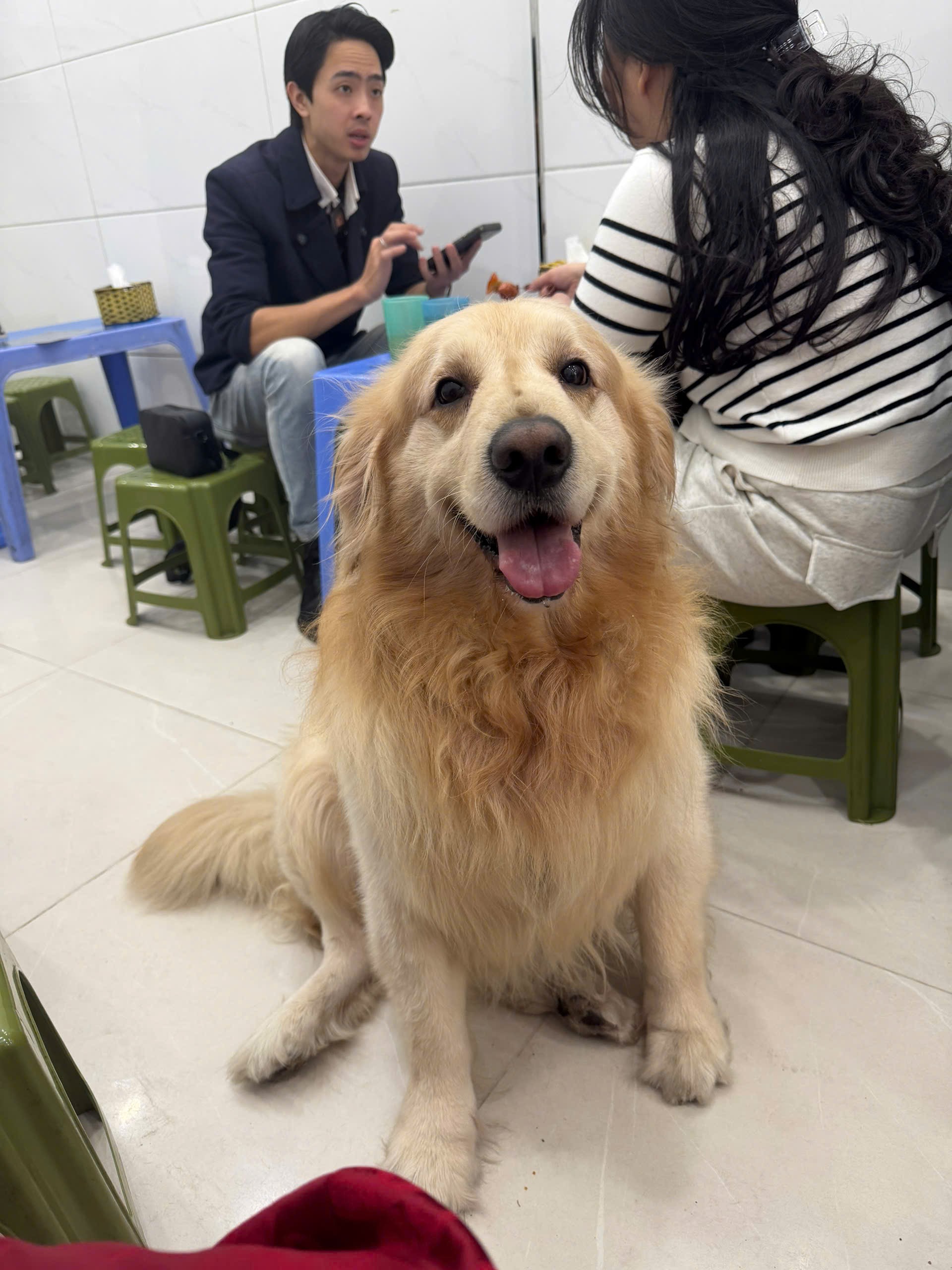 🐾 tìm chuộc bé cún như hình tại khu vực Long Biên Hà Nội