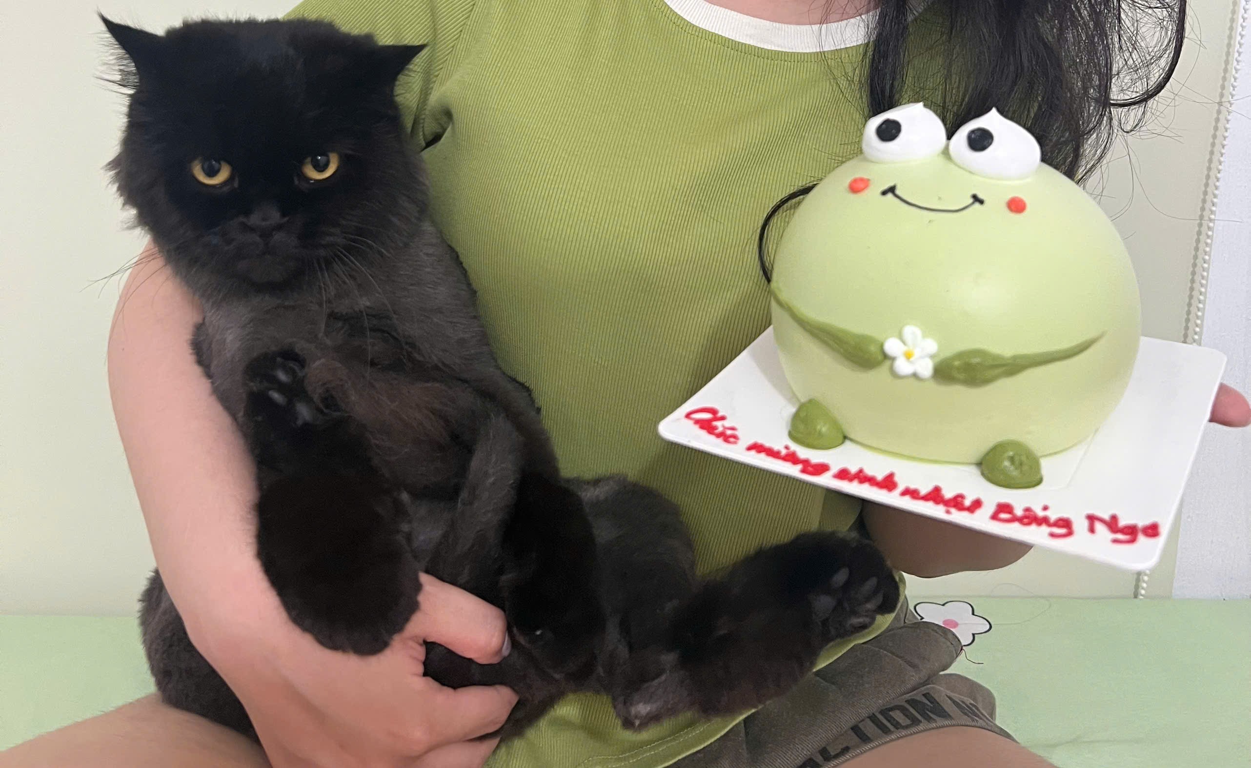 🐾 Tìm chuộc bé mèo anh lông dài đen như hình dưới lạc tại Hà Nội 