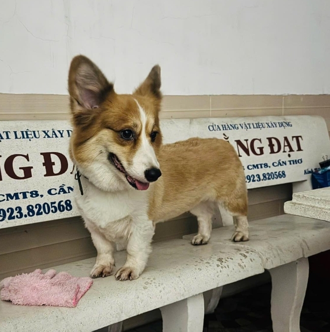 🐾 tìm chuộc chú chó corgi như hình lạc tại Cần Thơ
