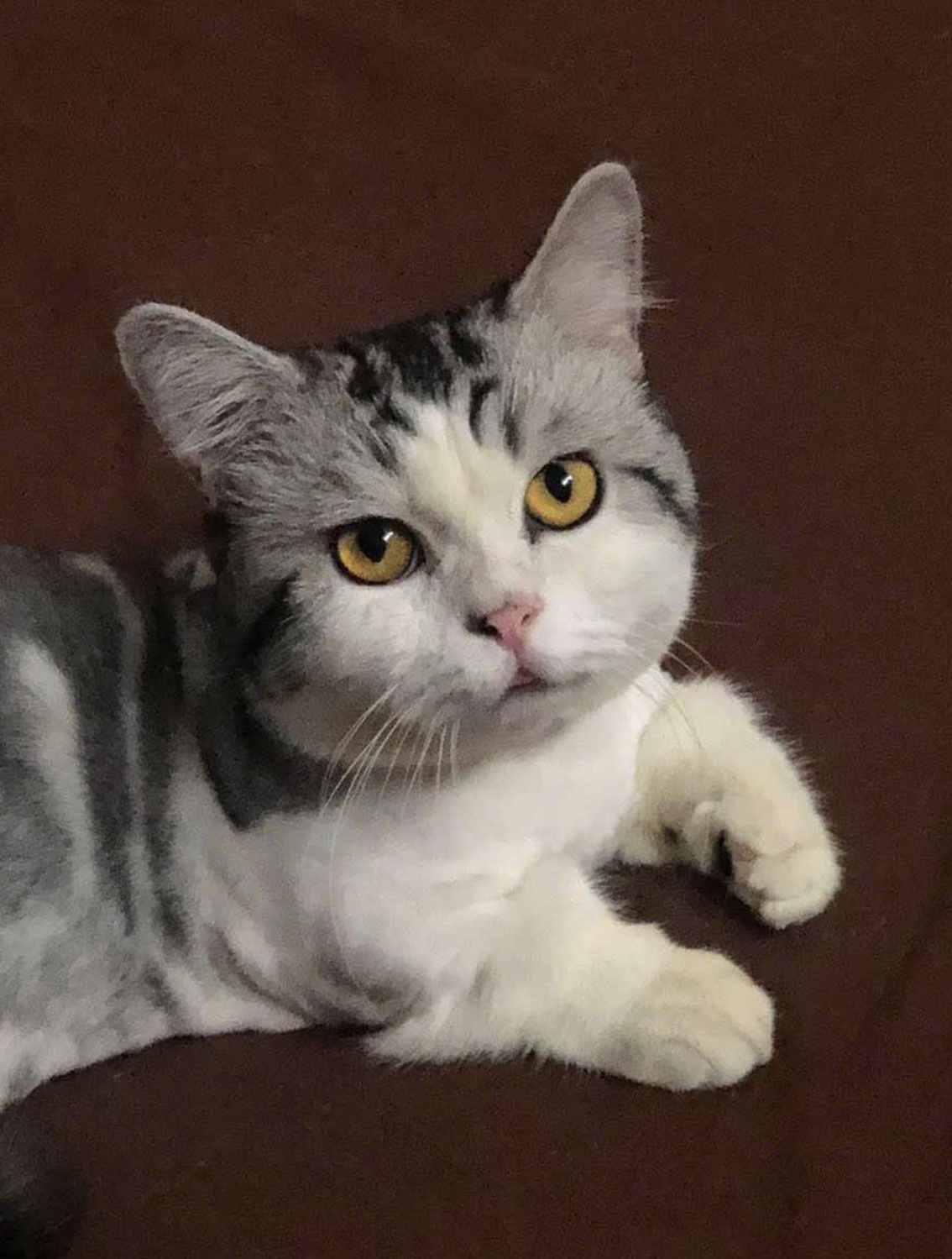 🐾 tìm chuộc mèo anh lông ngắn lai lạc tại TP HCM