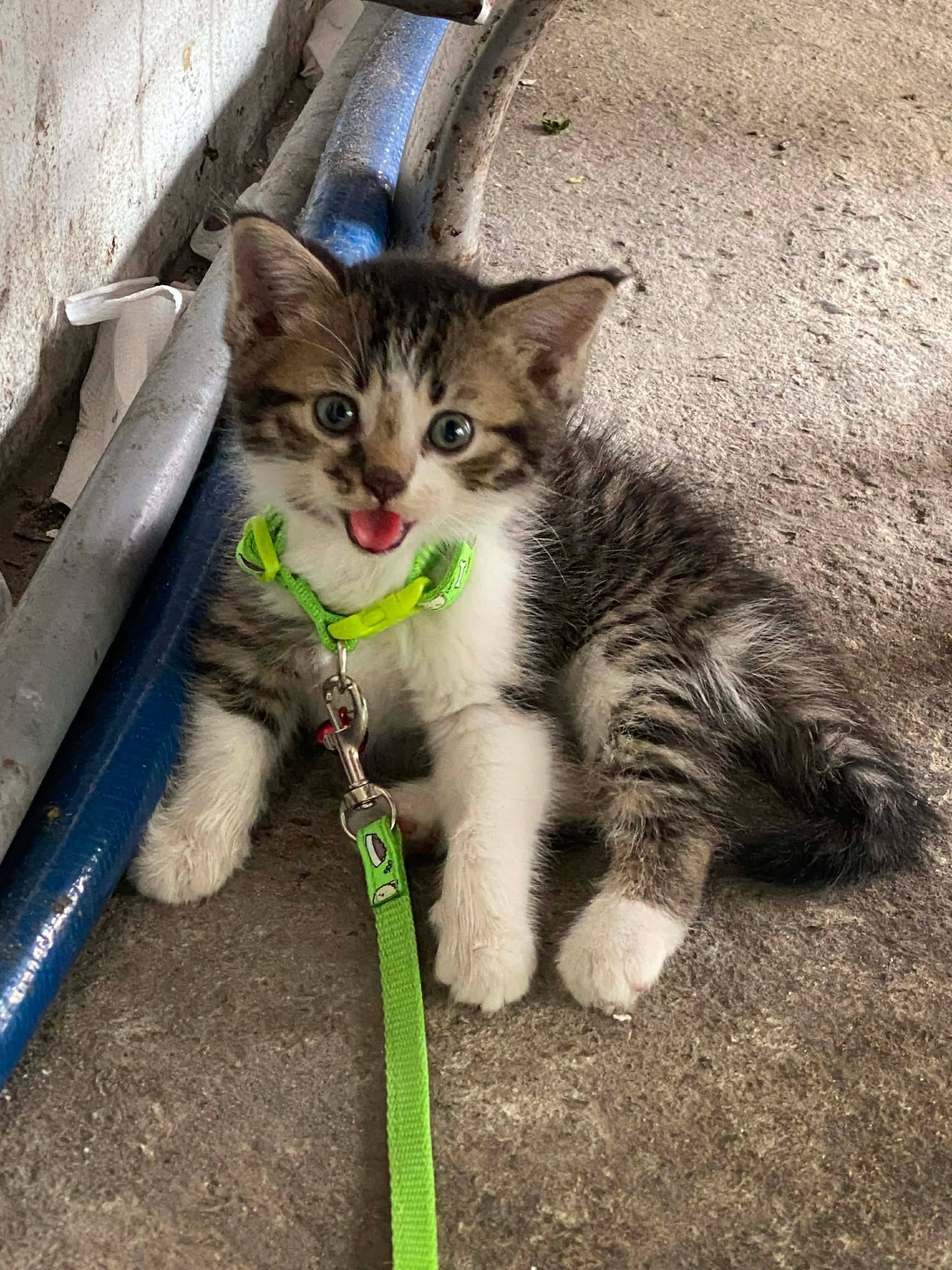 🆘 TÌM CHUỘC bé mèo con đi lạc ở  khu vực chung cư New Saigon