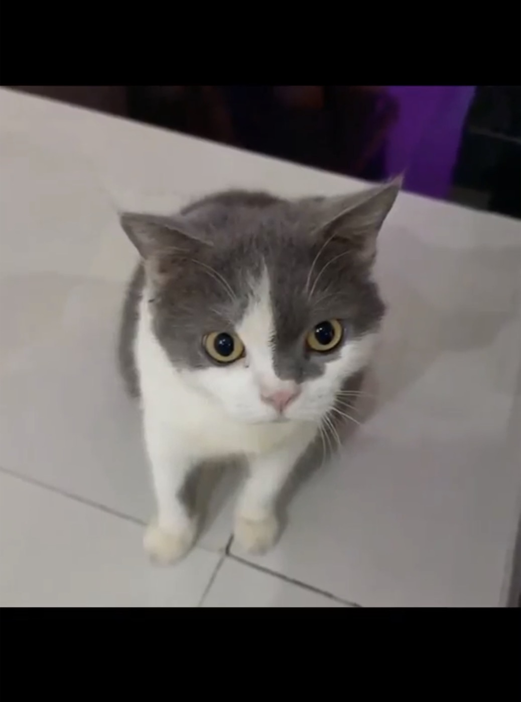 🆘 Tìm chuộc bé mèo đi lạc ( nghi bị bắt ) ở khu vực Biên Hoà, Đồng Nai