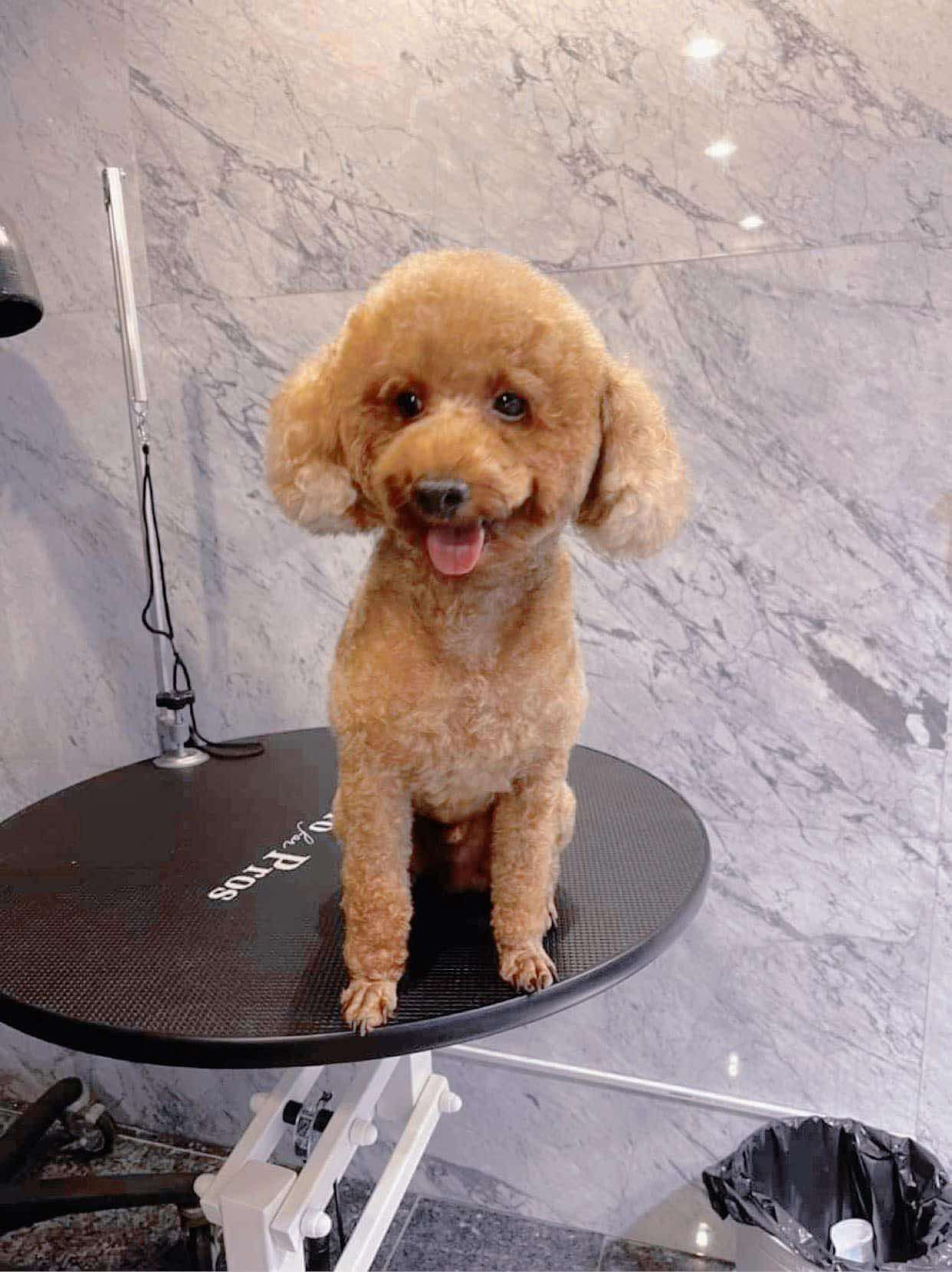 Tìm chuộc bạn chó poodle thất lạc ở Hồ Chí Minh