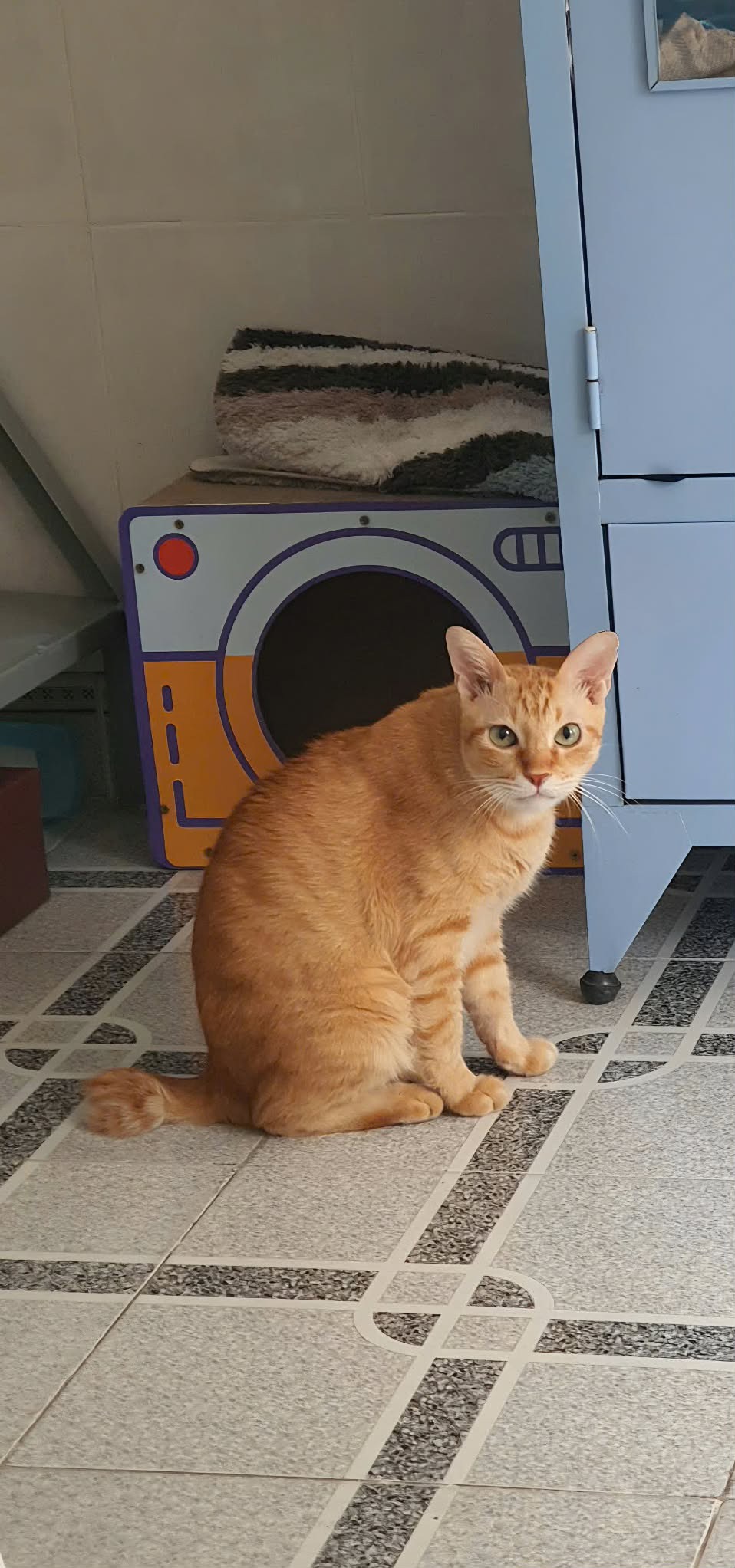 Tìm chuộc bé ta mèo thất lạc Hồ Chí Minh