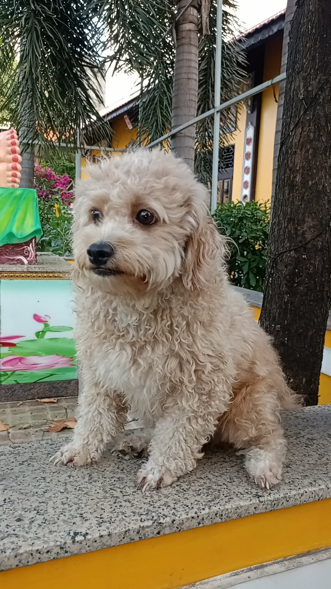 Tìm chuộc chú chó poodle thất lạc ở Hồ Chí Minh