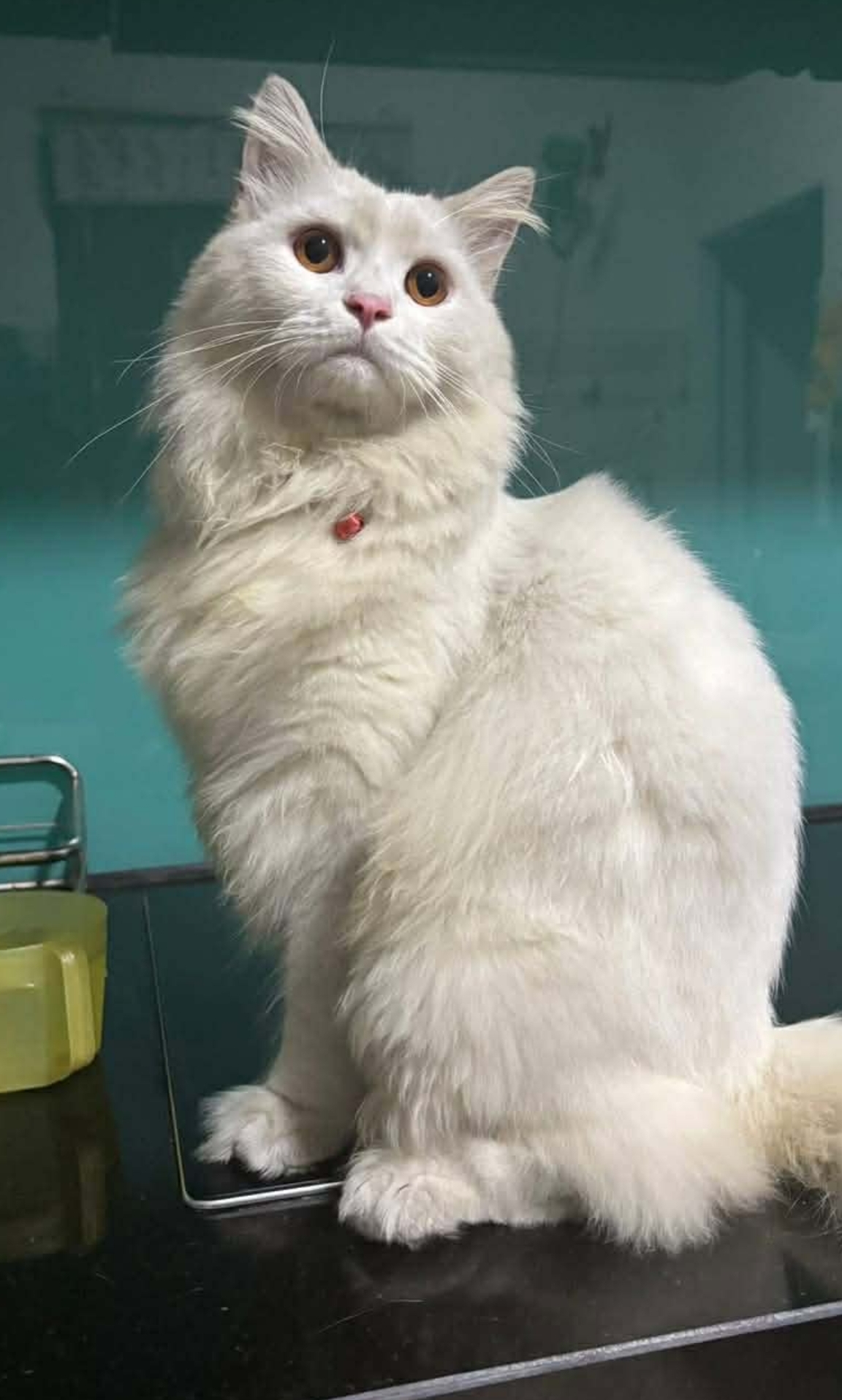 🐾 tìm bé mèo anh lông dài trắng như hình lạc tại TP HCM