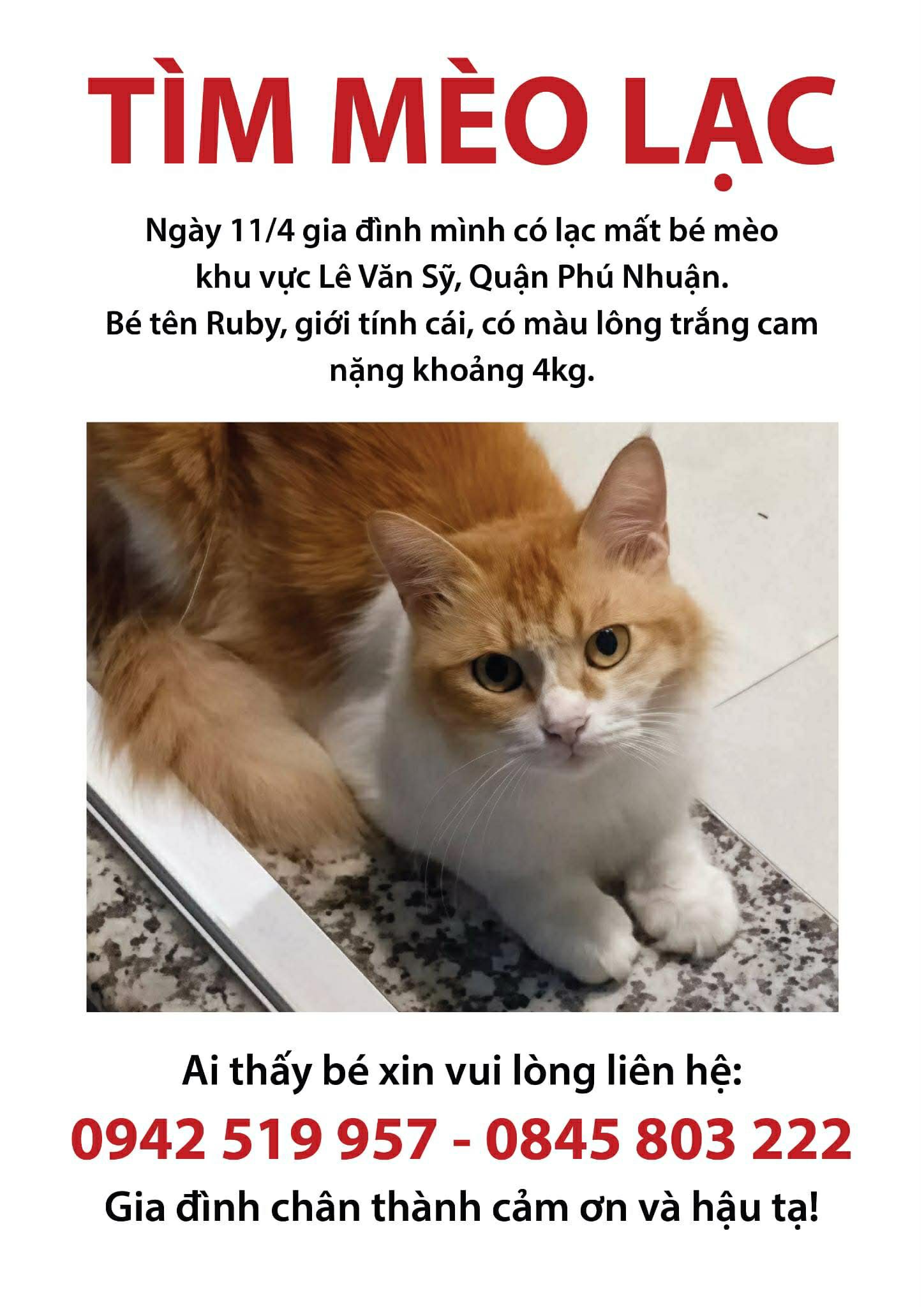 🆘 TÌM CHUỘC bé mèo RUBY đi lạc ở tpHCM 