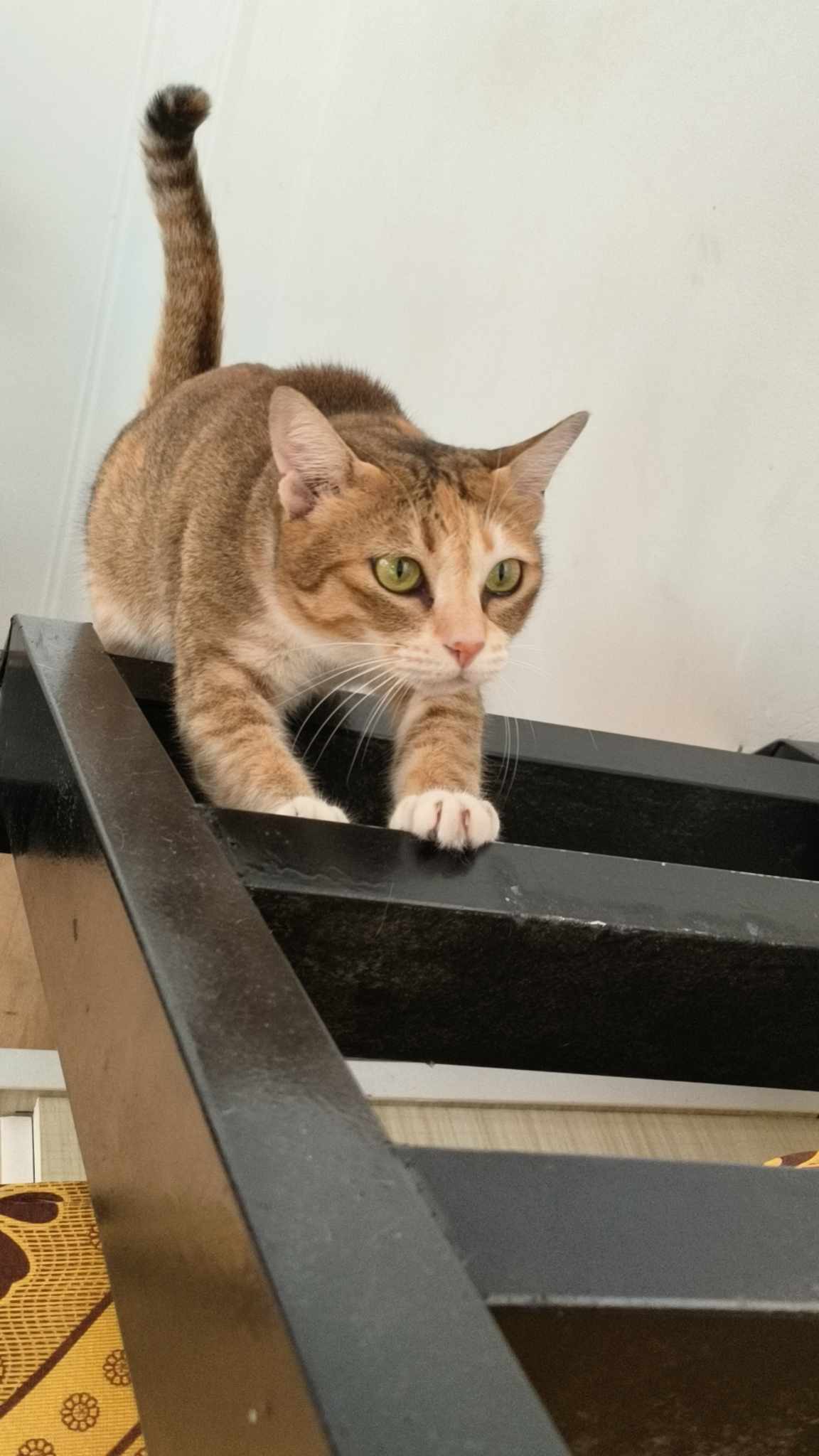 Tìm chuộc bé mèo thất lạc ở Hồ Chí Minh