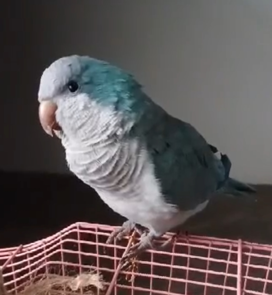 🐾 tìm chuộc chú vẹt như hình lạc mất tại TP HCM