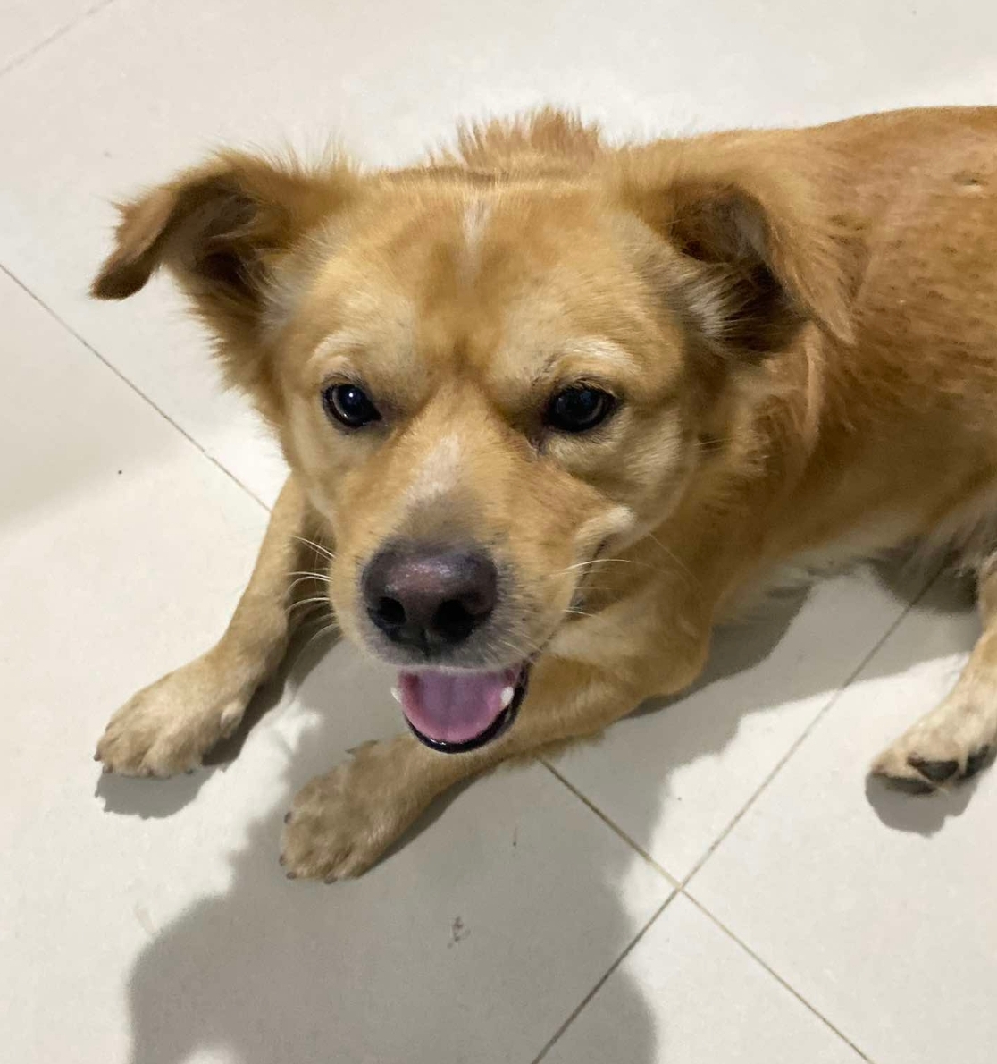 🐾 tìm chuộc bé chó cỏ lạc tại An Giang