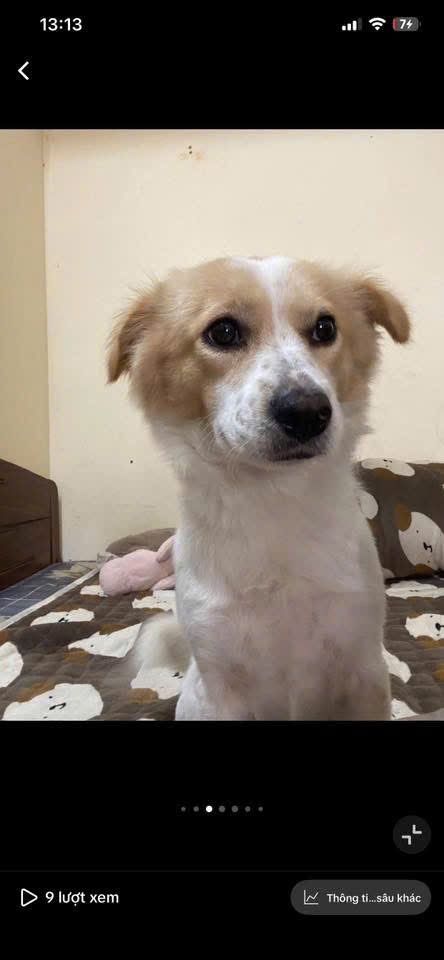 Tìm bé chó nhật lai bắc kinh tại Gia Lâm, Hà Nội