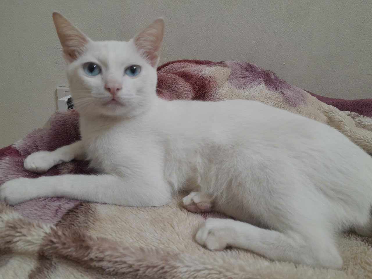 Tìm chuộc bé mèo ta thất lạc ở Hà Nội