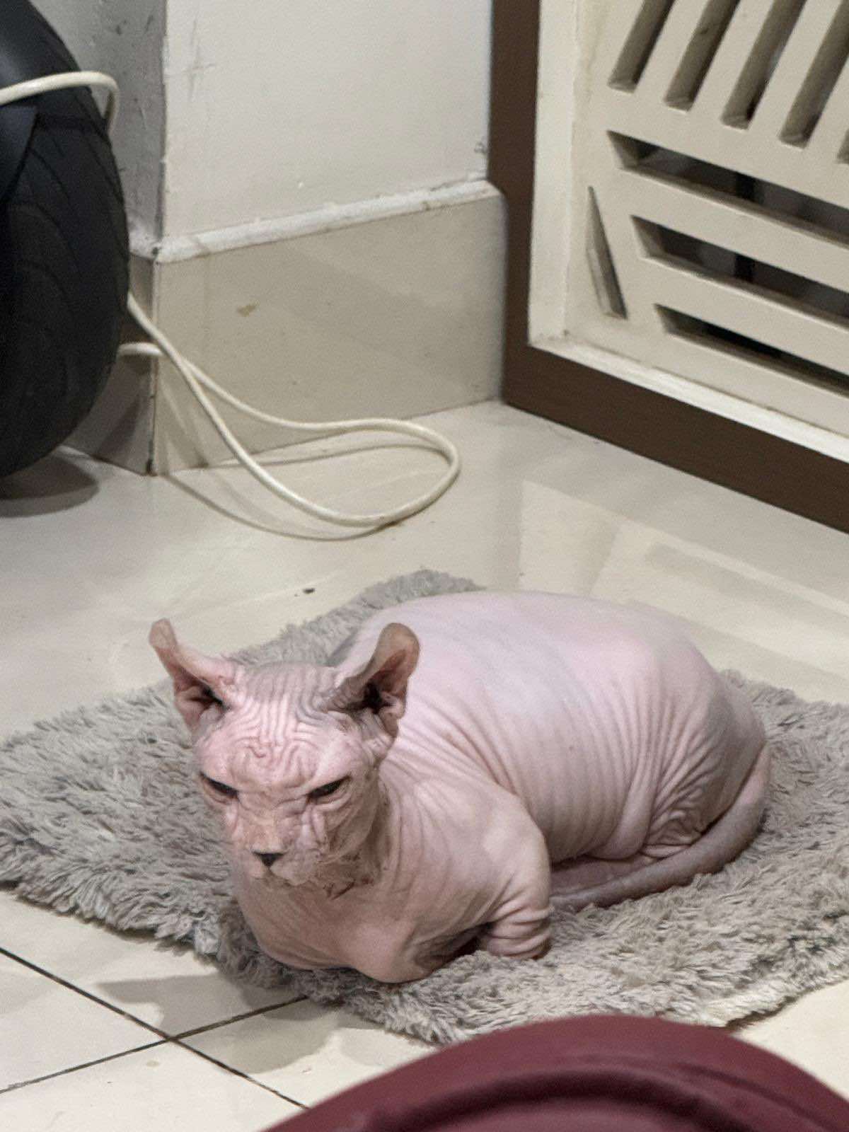 Tìm chuộc bé mèo shynx không lông thất lạc ở Hồ Chí Minh