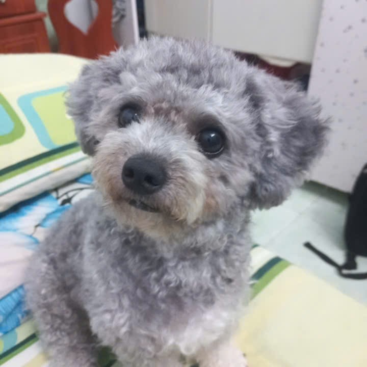 Tìm chuộc bạn chó poodle thất lạc ở Hồ Chí Minh