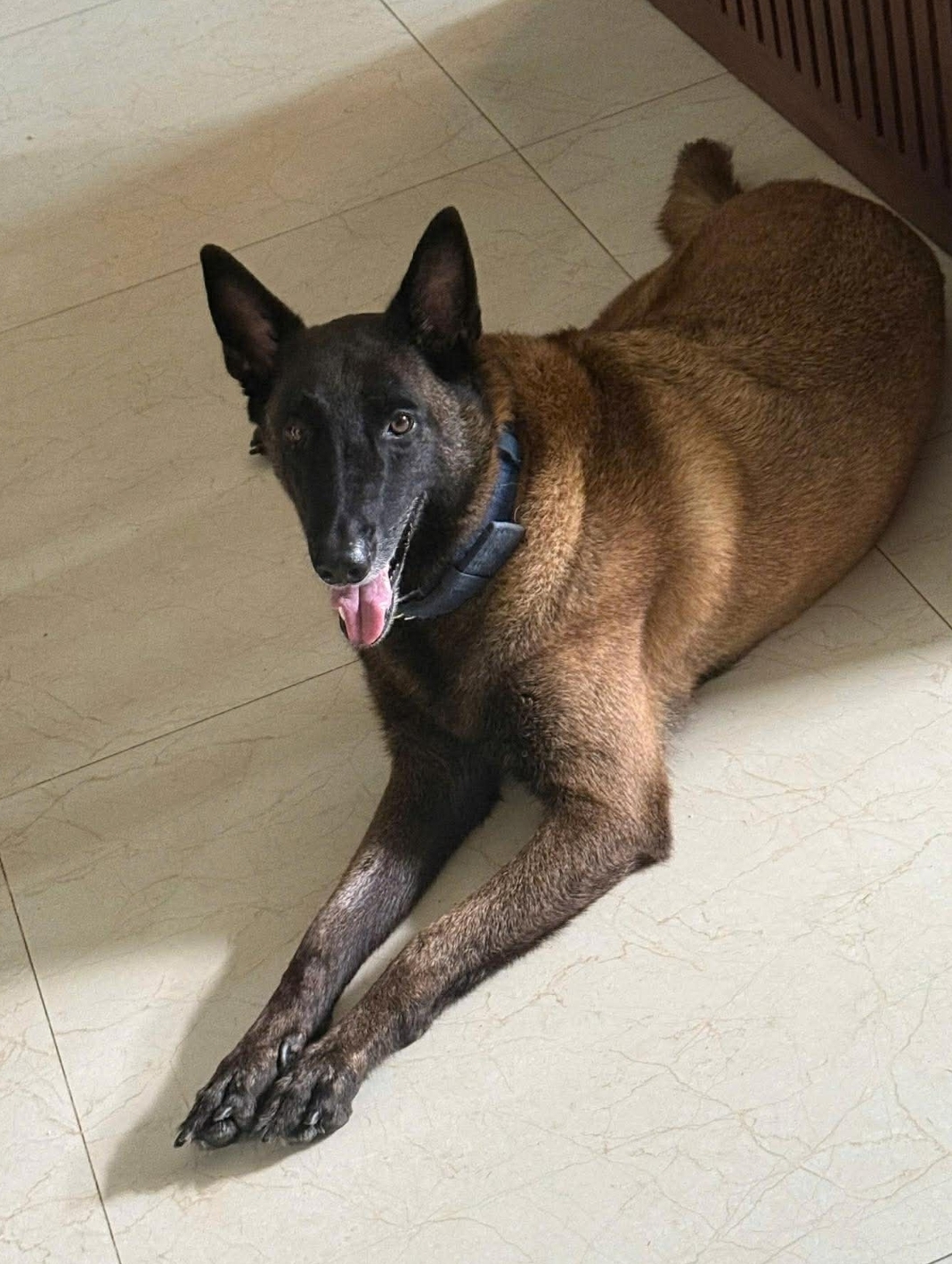 🐾 tìm chuộc chú chó như hình lạc tại (Thái Bình cũ) - Hưng Yên 