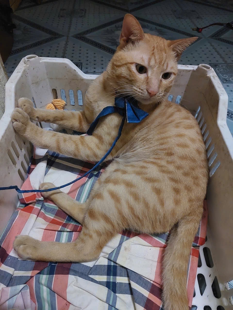 Tìm chuộc bé mèo ta thất lạc ở Hà Nội