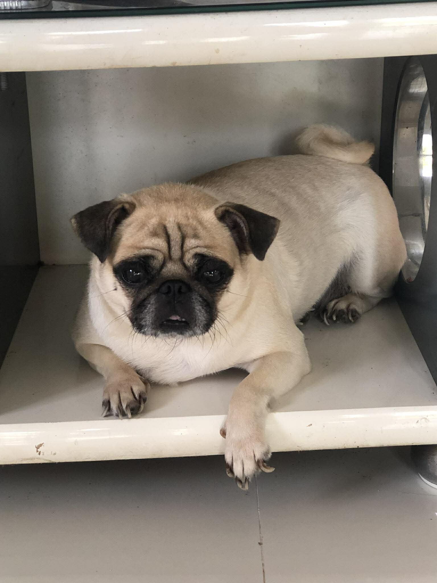 Tìm chuộc bé pug thất lạc ở Vũng Tàu