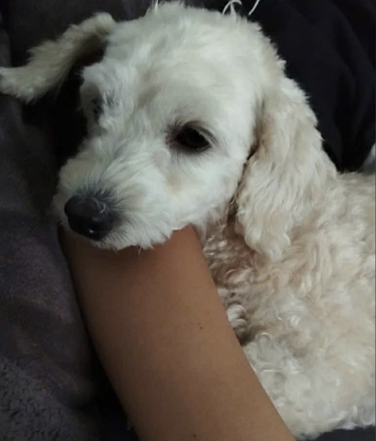 Tìm chó lạc