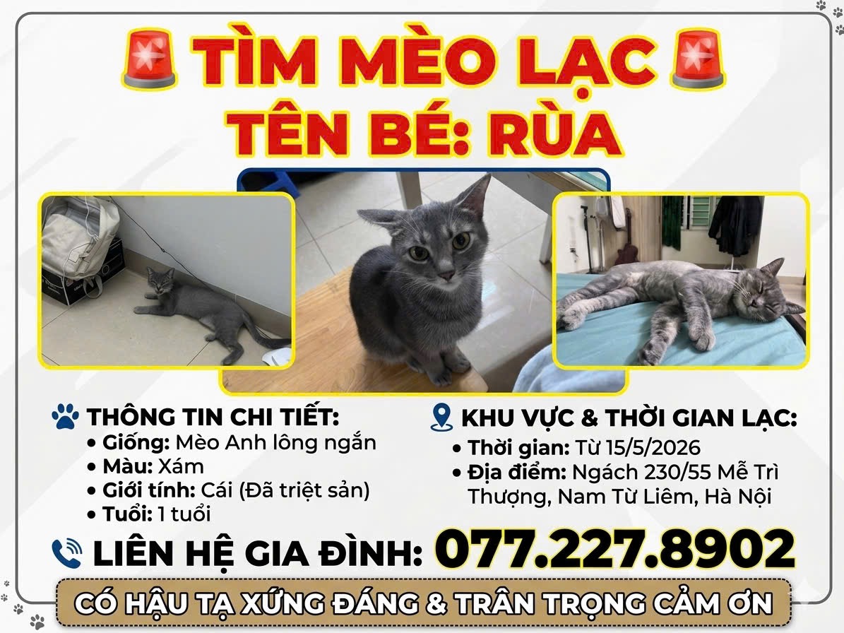 Hà Nội: Tìm bé mèo ALN lạc tại khu vực Mễ Trì Thượng