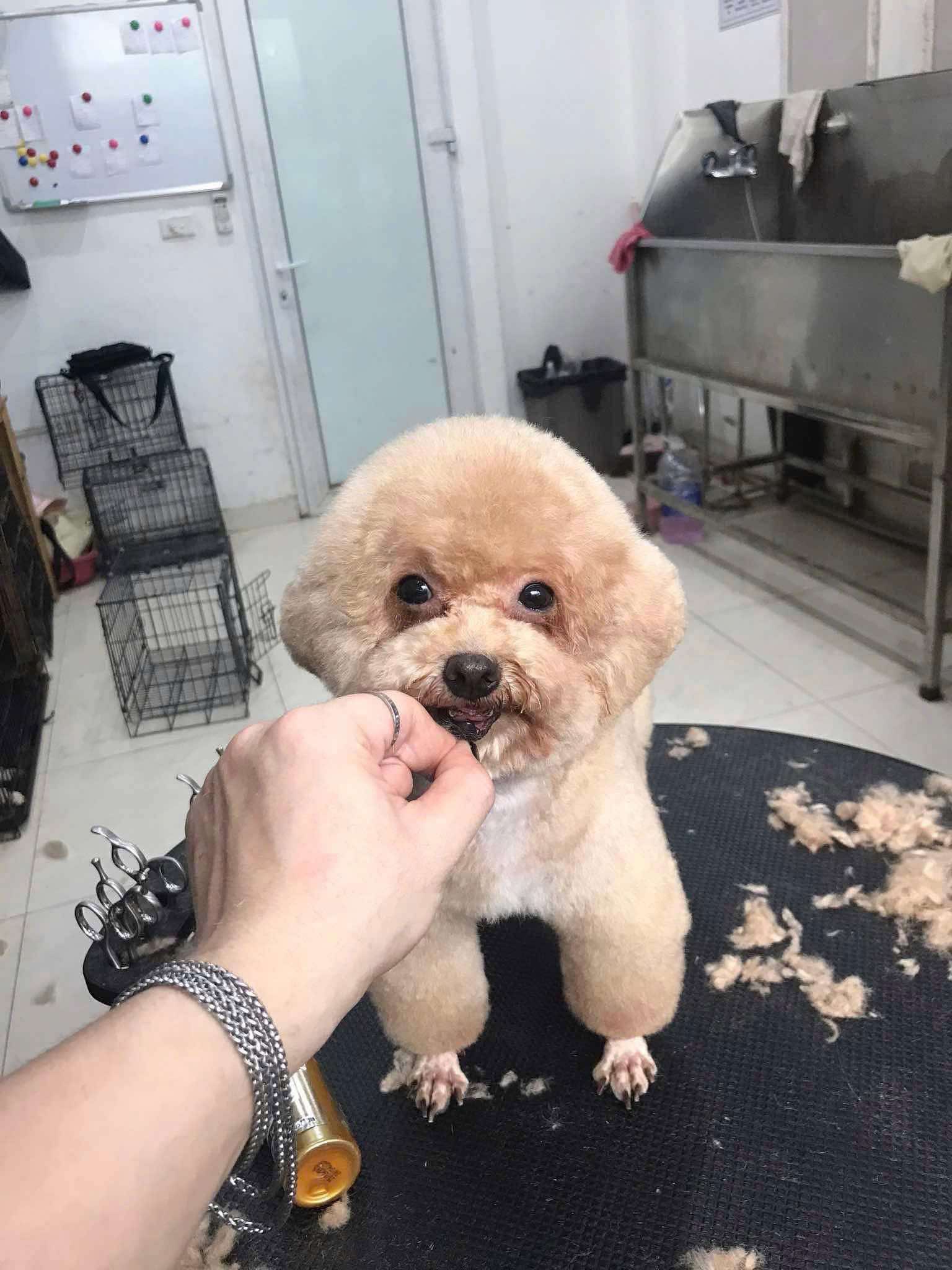 Tìm chuộc bé poodle thất lạc ở Hà Nội