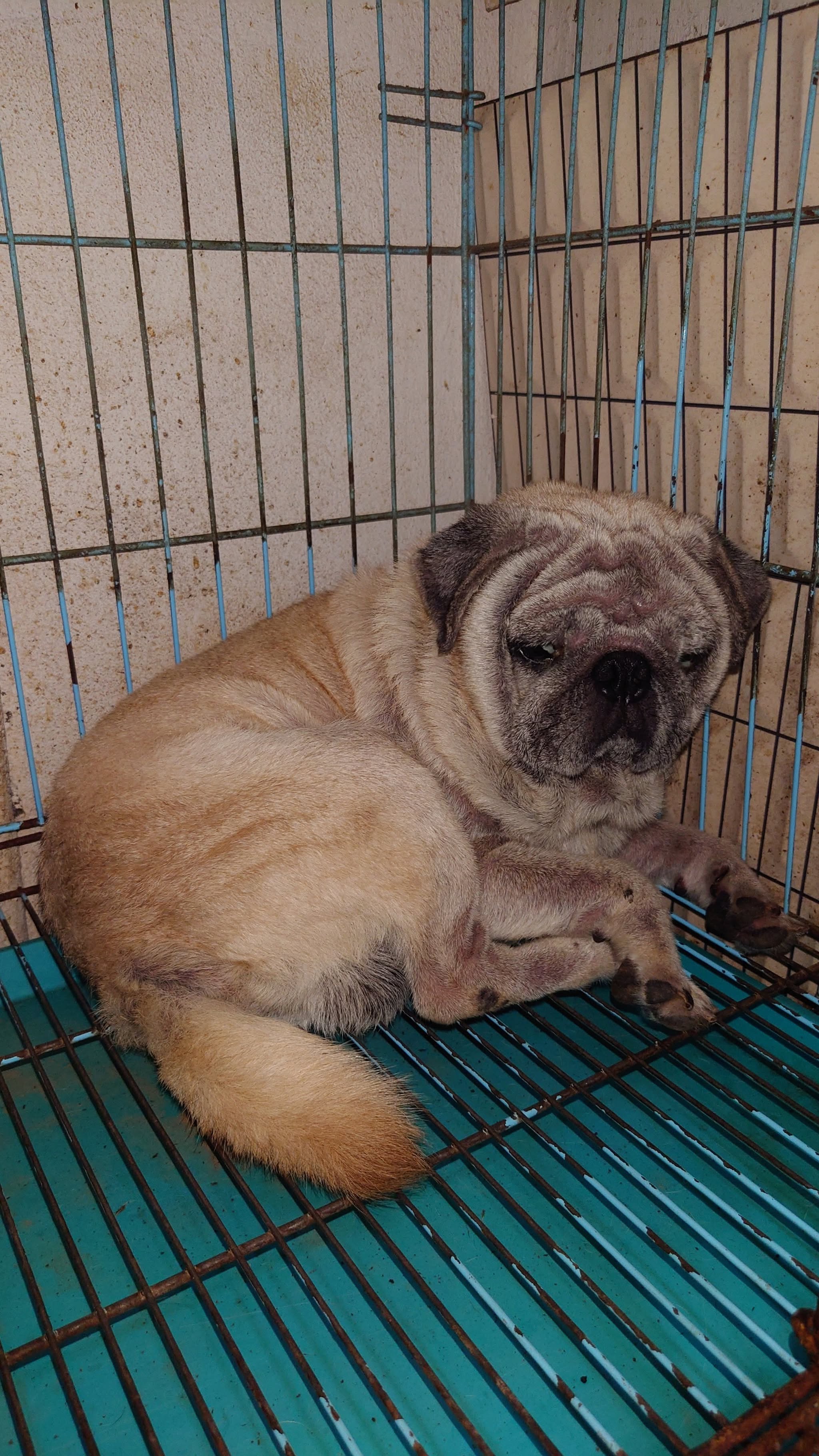 ‼️ Hà Nội: Tìm chuộc bé pug lạc tại khu vực Ba Đình