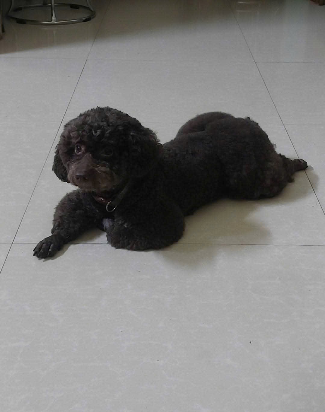 ‼️ Hải Phòng: Tìm chuộc bé poodle lạc tại khu vực đường An Đà