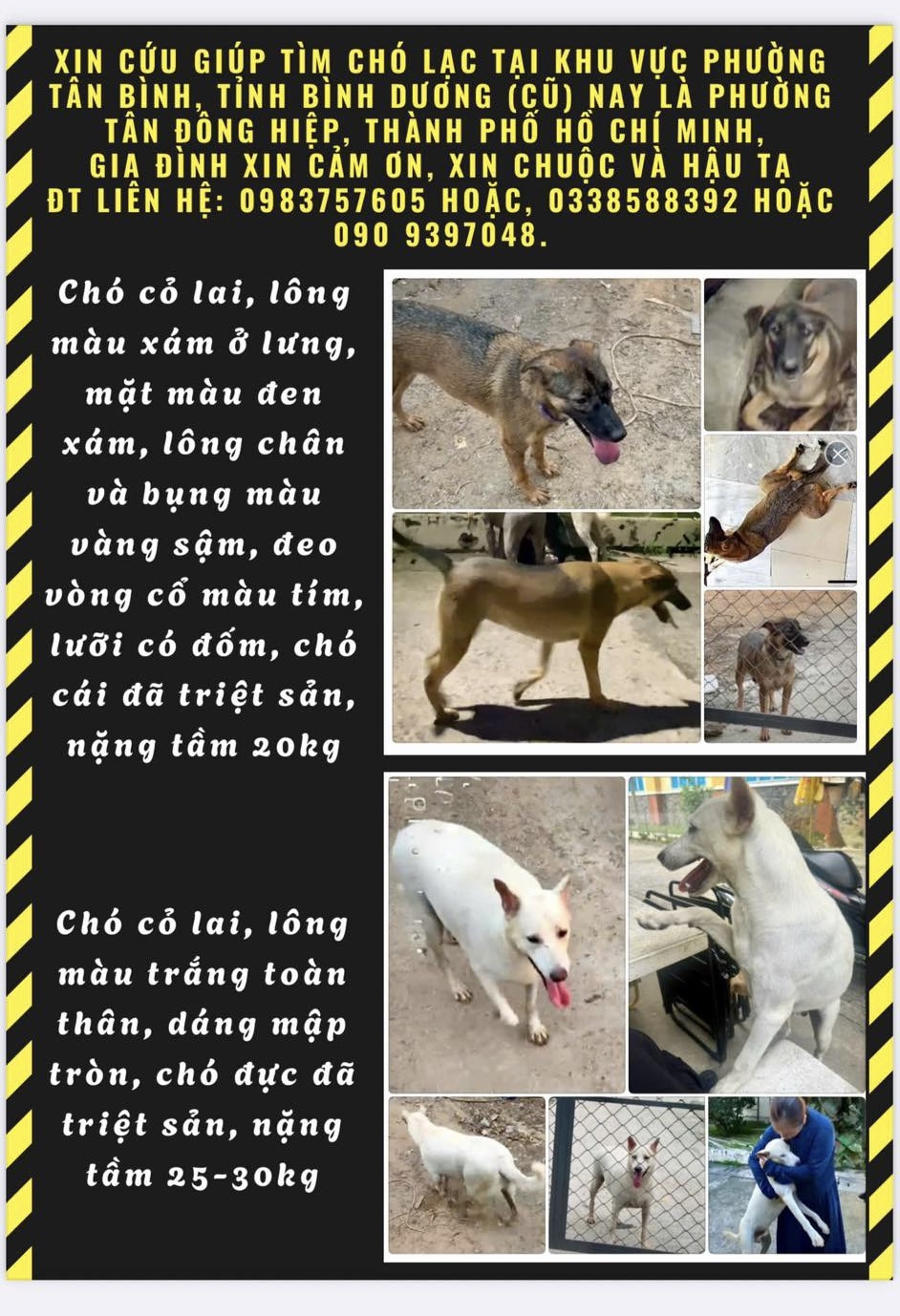 Tìm chuộc 2 chú chó thất lạc ở Hồ Chí Minh