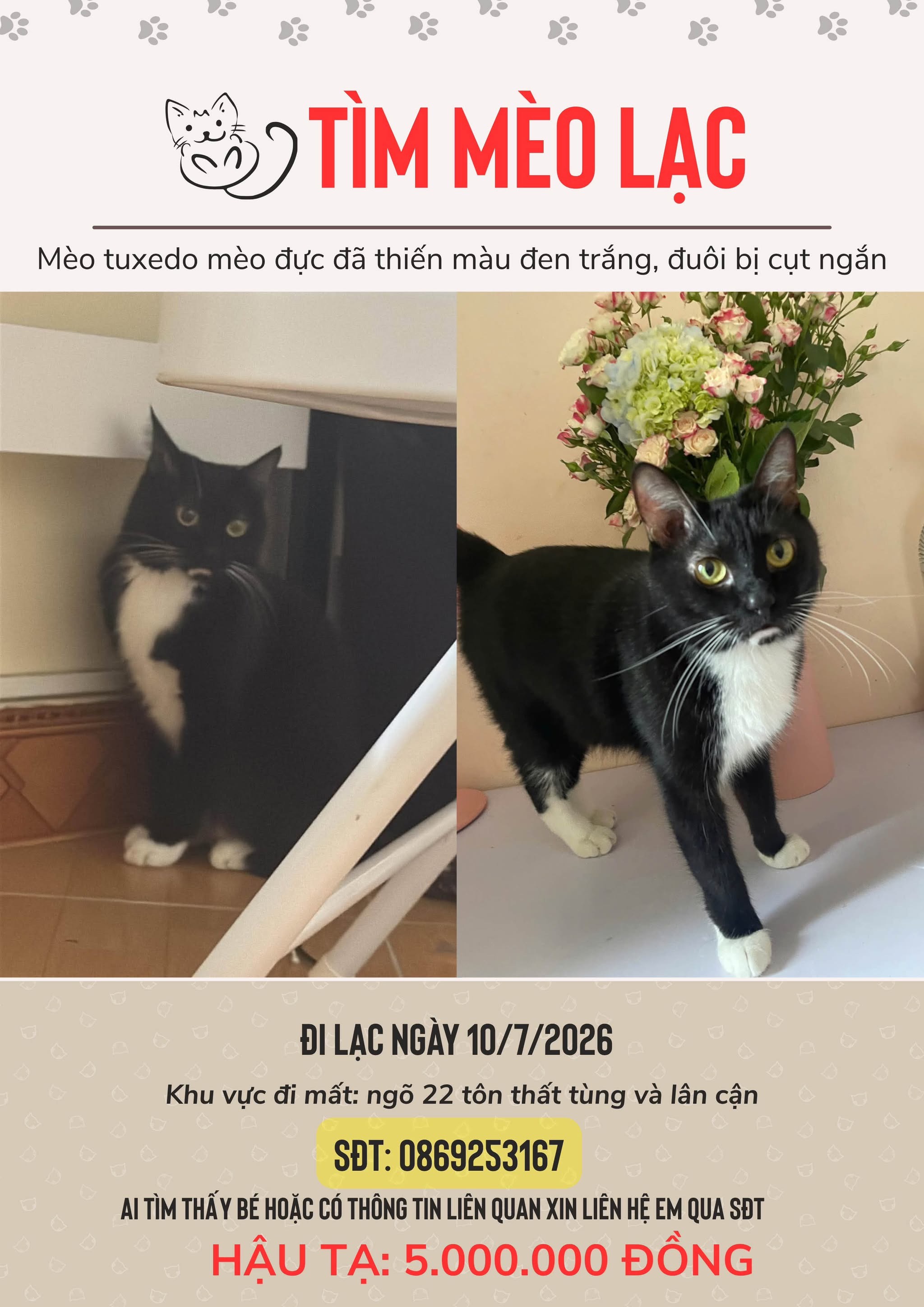 Tìm chuộc bé mèo giống Tuxedo thất lạc ở Hà Nội