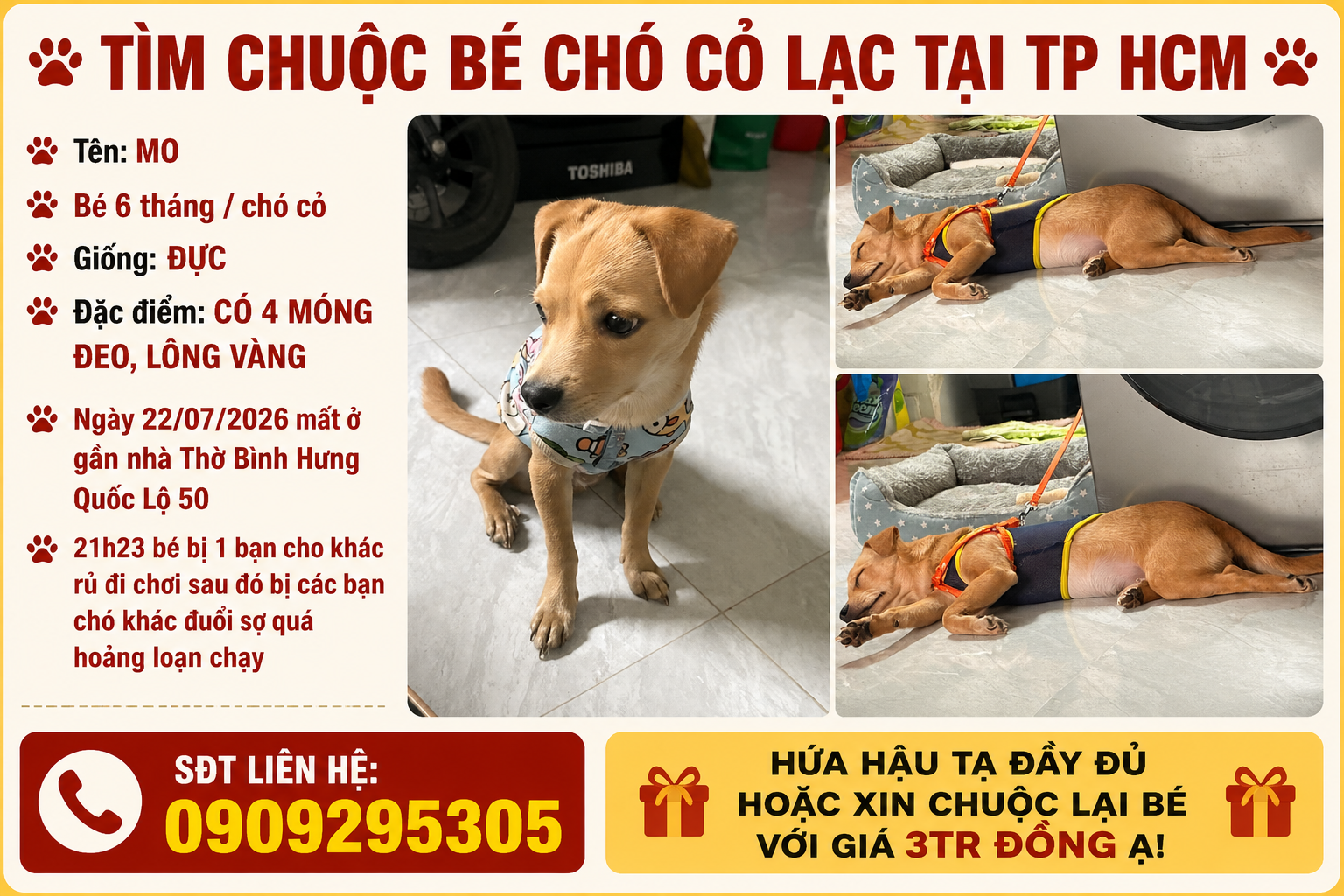 🐾 tìm chuộc bé chó cỏ lạc tại TP HCM 