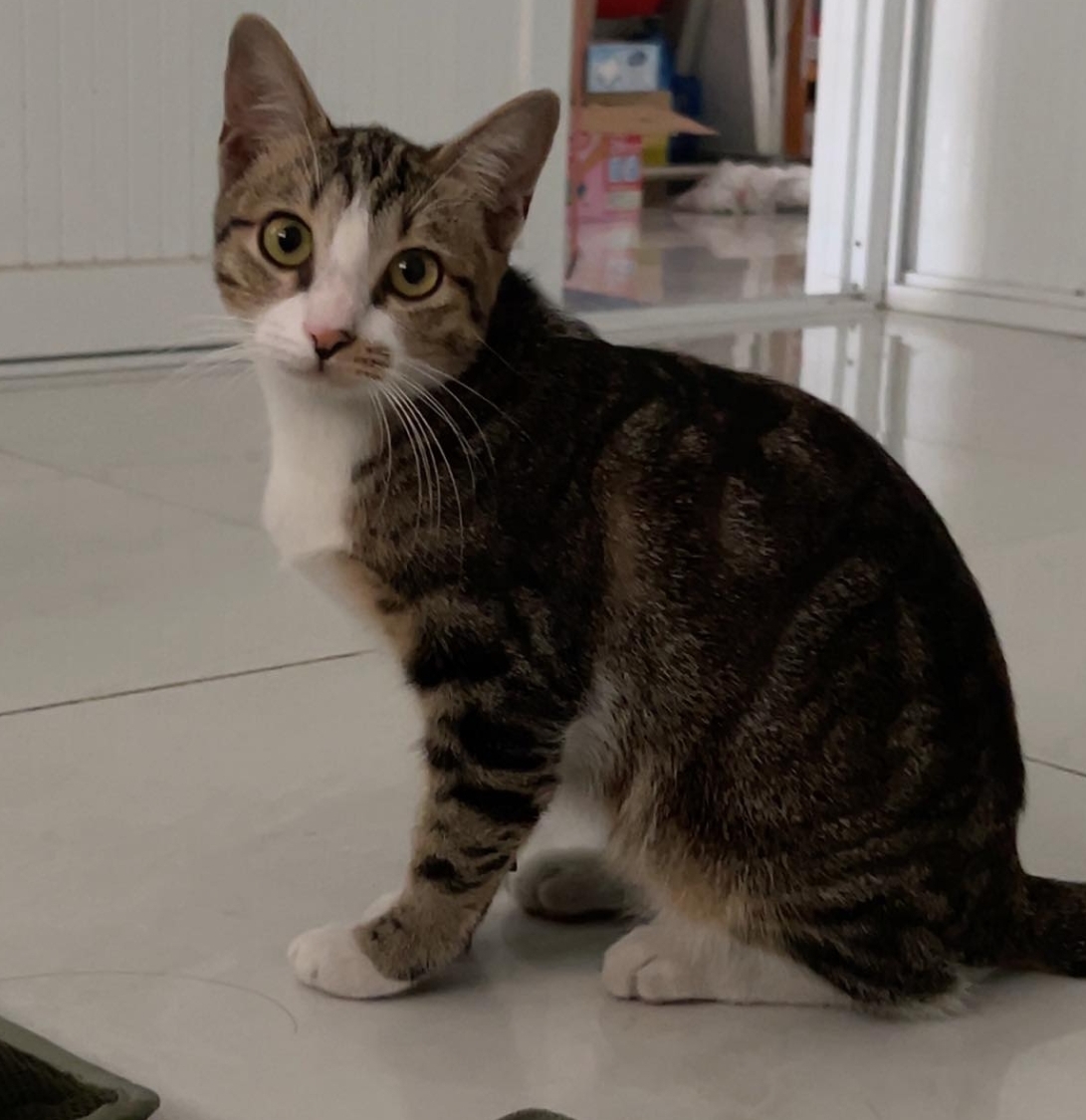🐾 tìm chuộc bé mèo mướp như hình lạc tại TP HCM