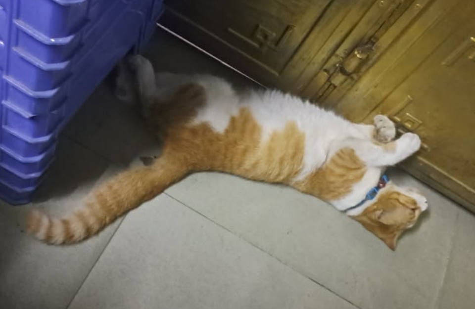 🐾 tìm bé mèo cam lạc tại TP HCM